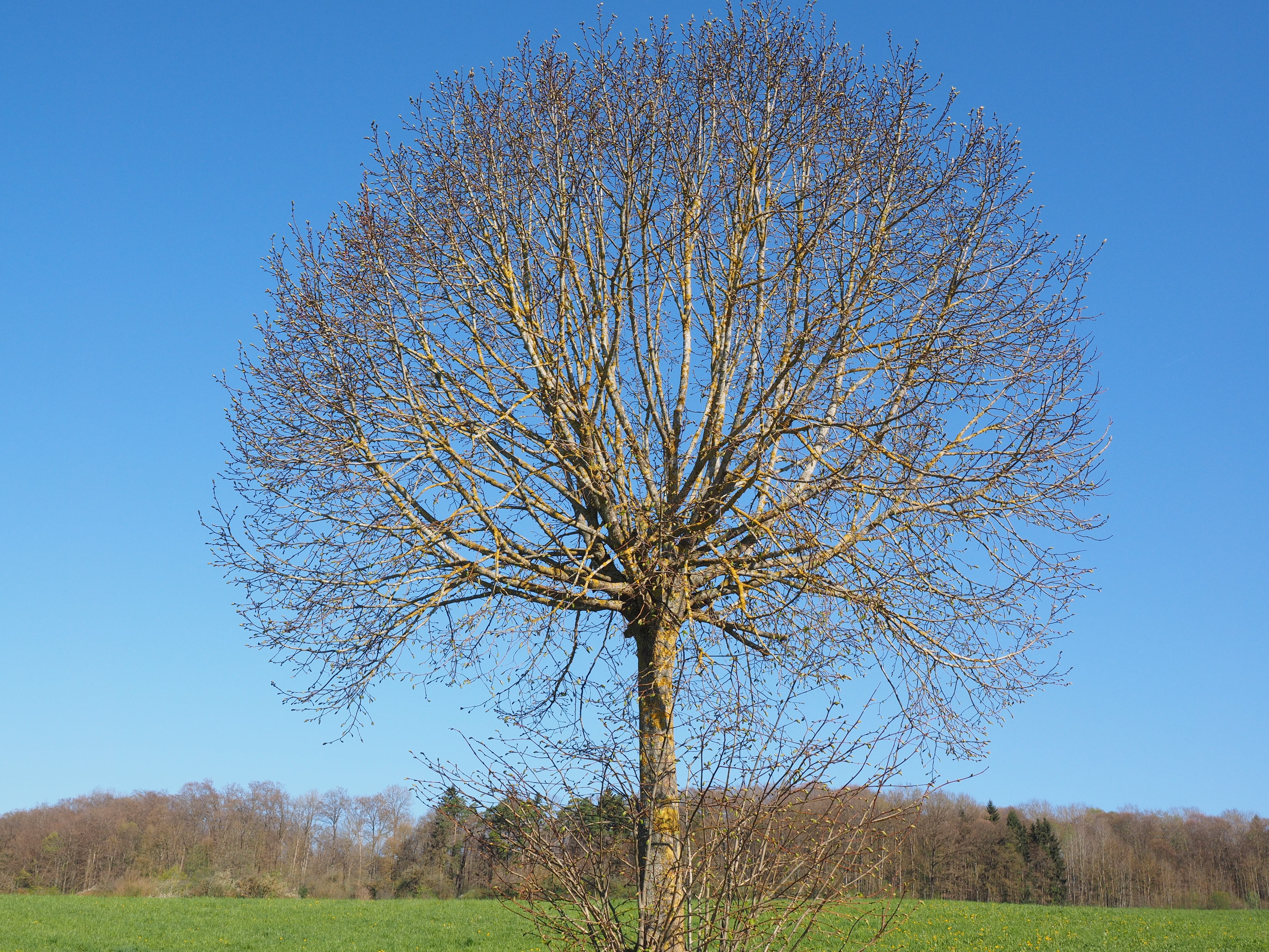 season, clear sky, sprout, landscape, nature, rural Scene, plant, sky, kahl, blue, spring, non-urban scene, 4K, outdoors, tranquil scene, no people, branch, HD Wallpaper