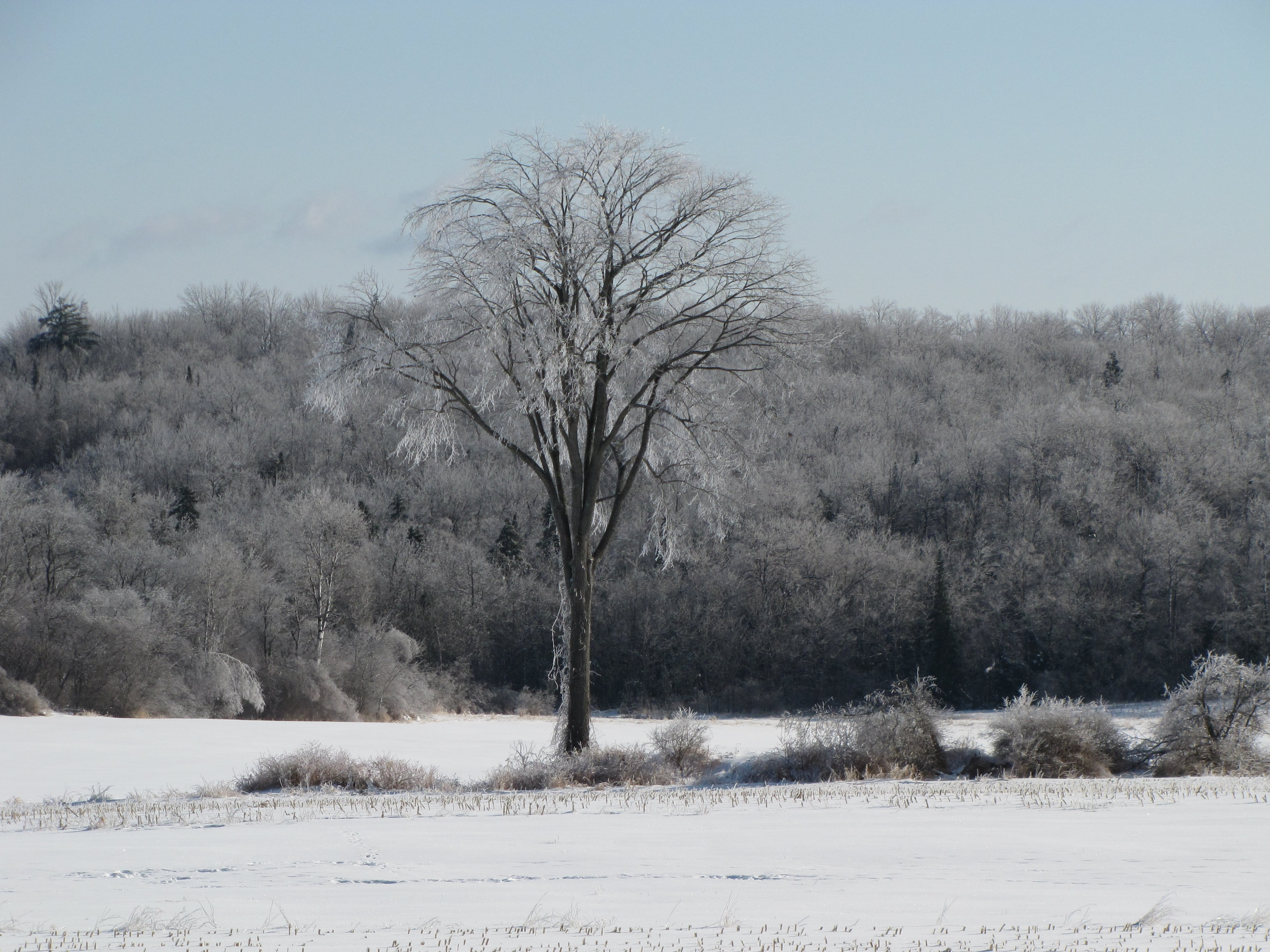 snow, elm, ice, tranquil scene, sky, landscape, no people, bare tree, isolated, land, outdoors, day, plant, dead plant, field, cold temperature, nature, HD Wallpaper