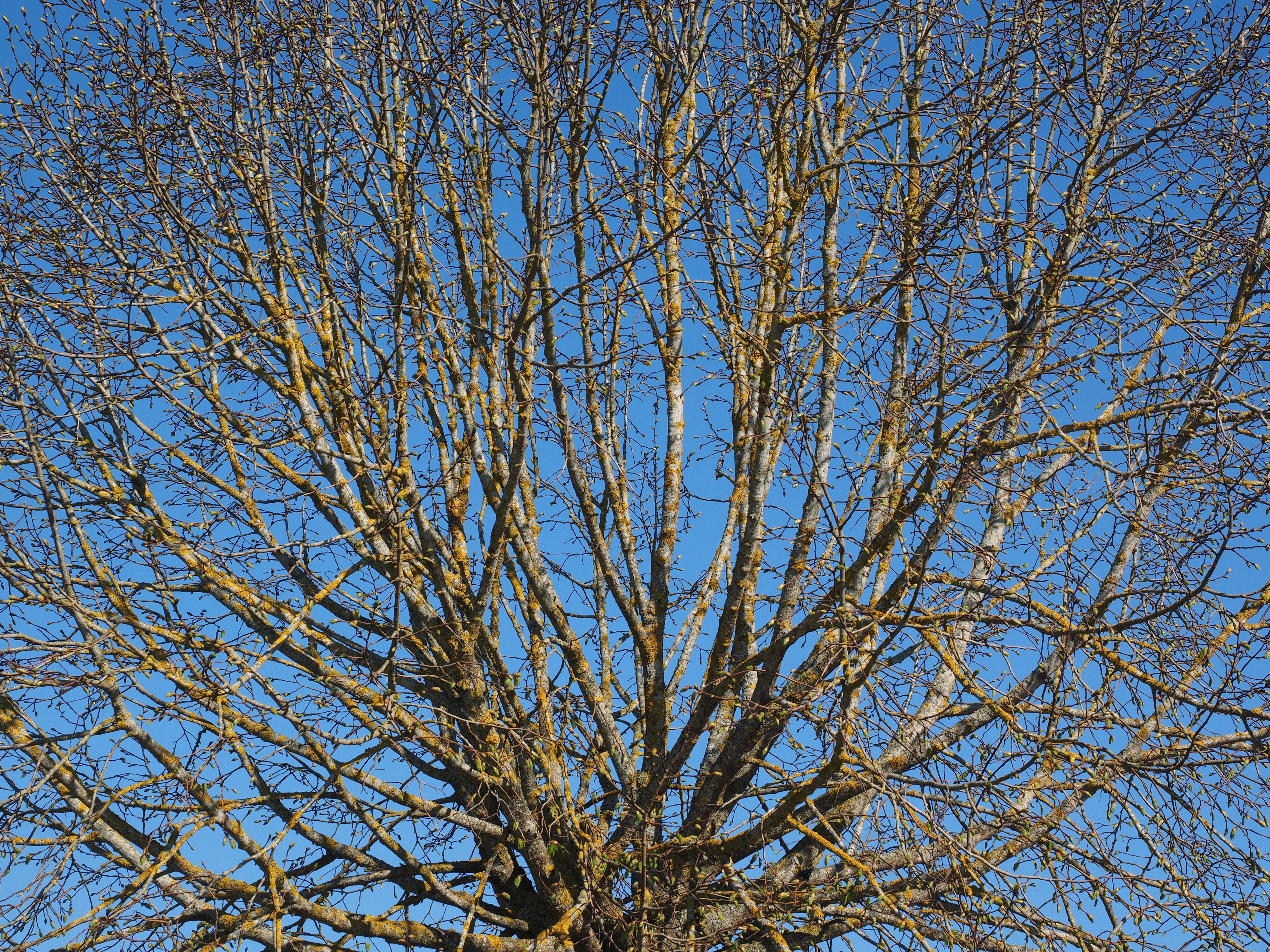 clear sky, no people, sunlight, outdoors, nature, beauty in nature, tree canopy, blue, plant, low angle view, sprout, day, globose, backgrounds, branch, HD Wallpaper