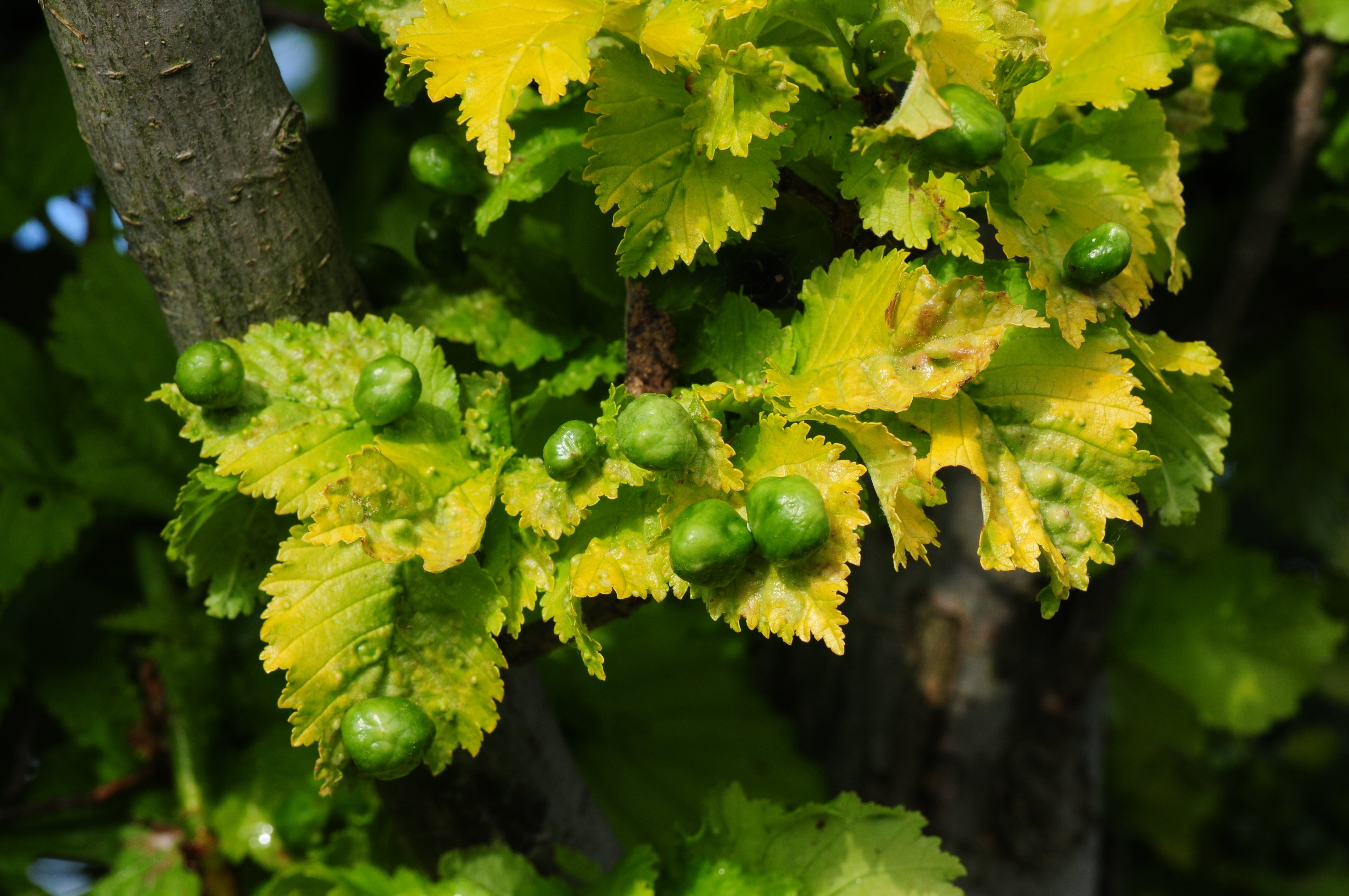 nature, leaf, smith, yellow, growth, tree trunk, trunk, tree, plant, outdoors, close-up, selective focus, gold elm, lichen, day, karnkheit, freshness, plant part, HD Wallpaper