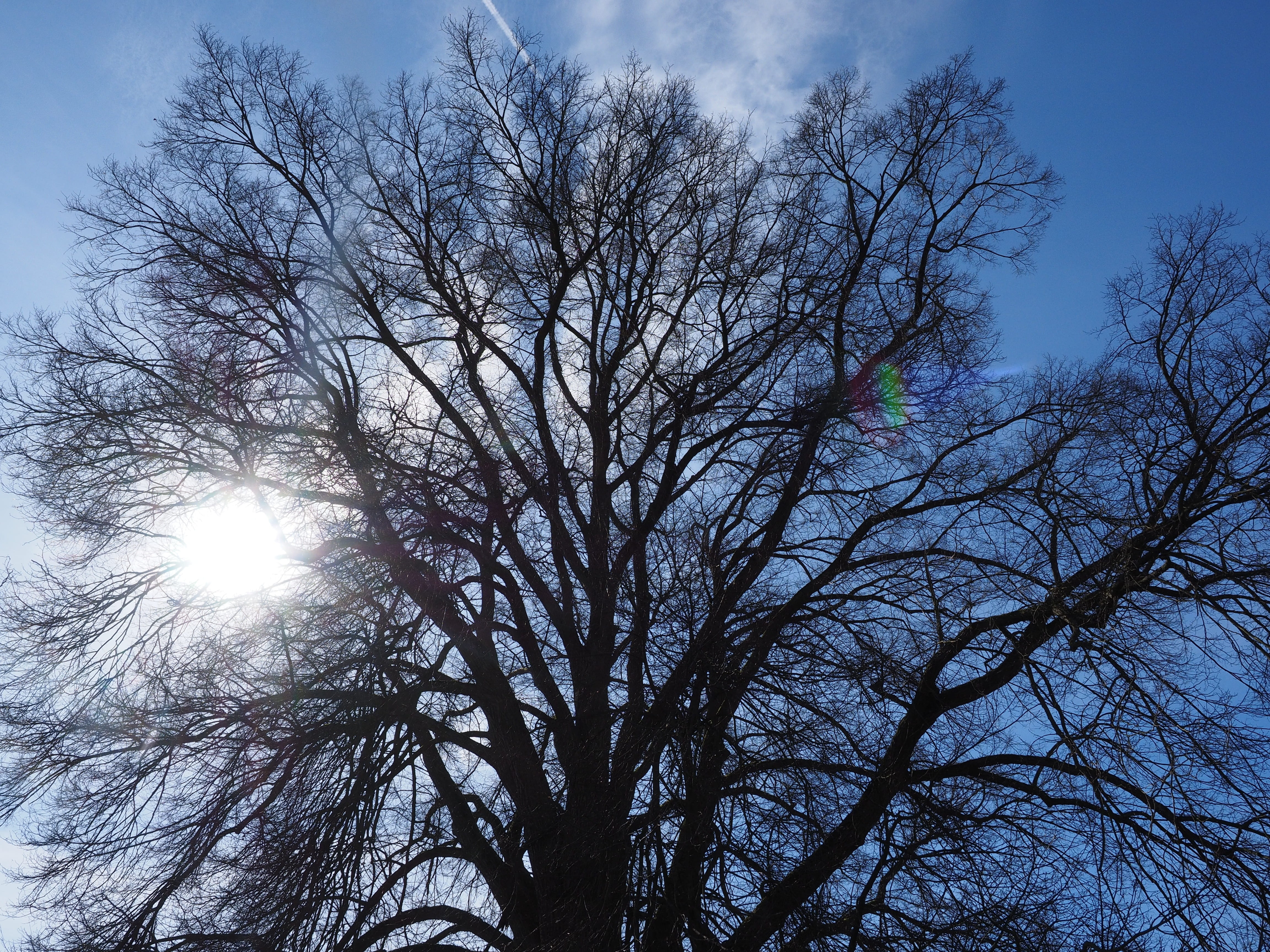 deciduous tree, silhouette, beauty in nature, elm family, no people, Branches, 4K, impressive, powerful, forest, sky, Elm, ulmaceae, day, brightly lit, HD Wallpaper