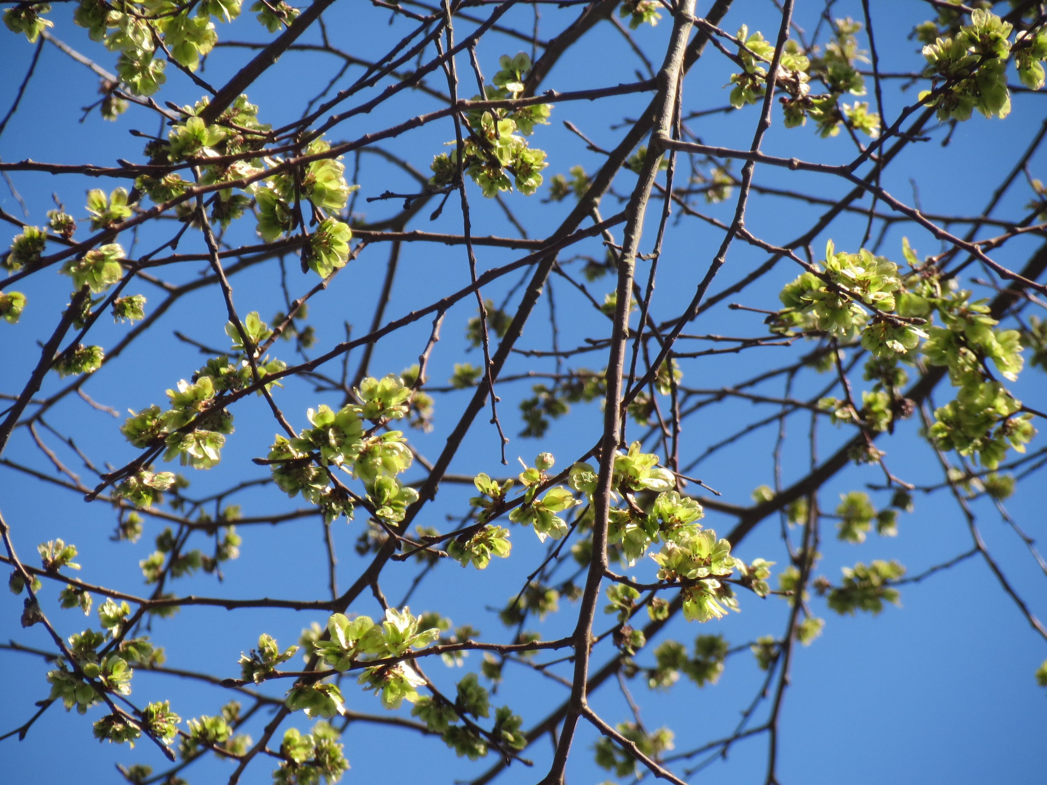 wych elm, branch, sky, ulmus glabra, sunlight, nature, flower, outdoors, flowering plant, flora, 2K, blue, scots elm, vulnerability, fruit, beauty in nature, HD Wallpaper