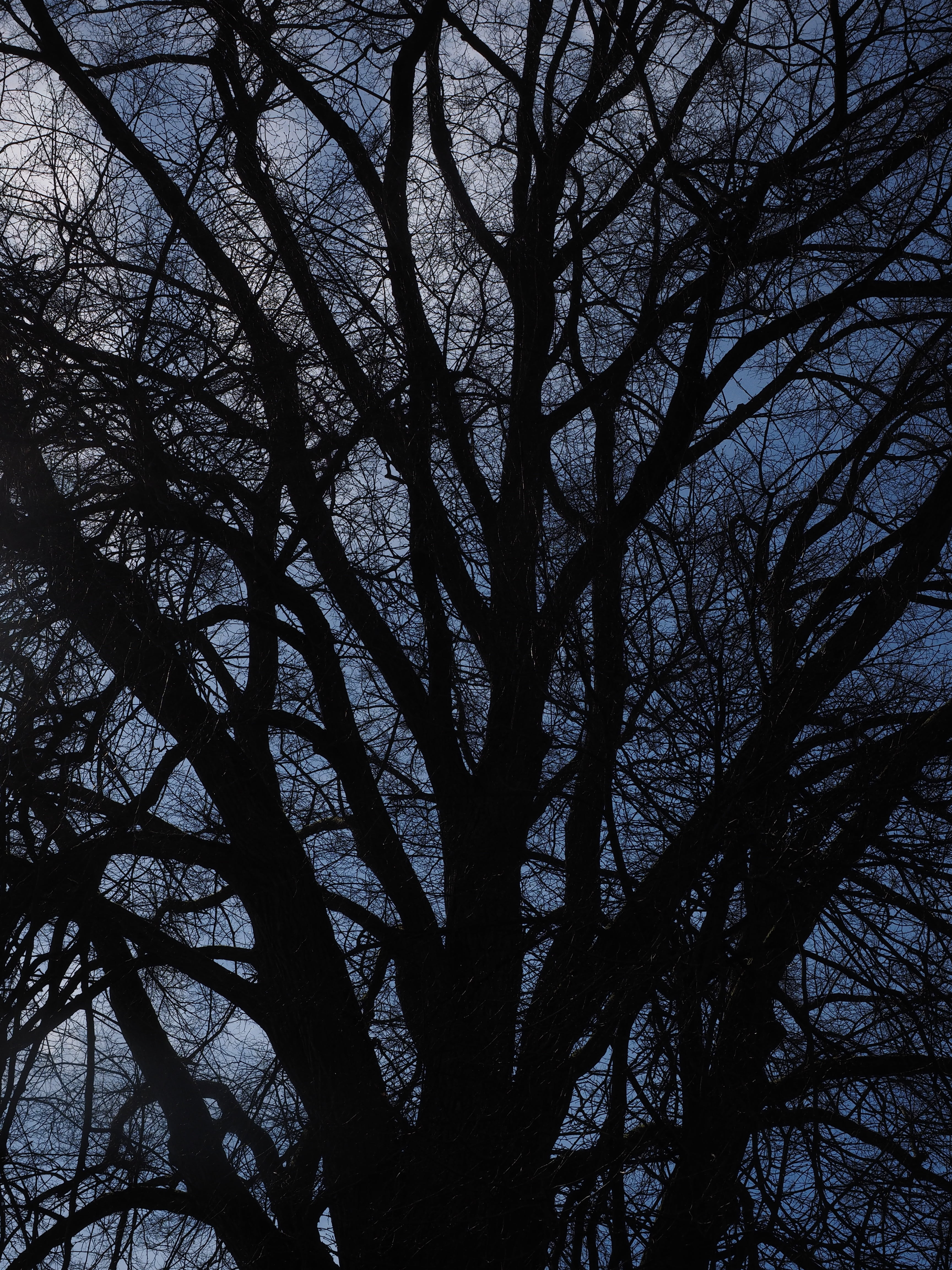 dark, tranquility, huge, iper, ulmus minor, sky, impressive, full frame, natural monument, large, eldulme, beauty in nature, silhouette, plant, nature, Phone HD Wallpaper