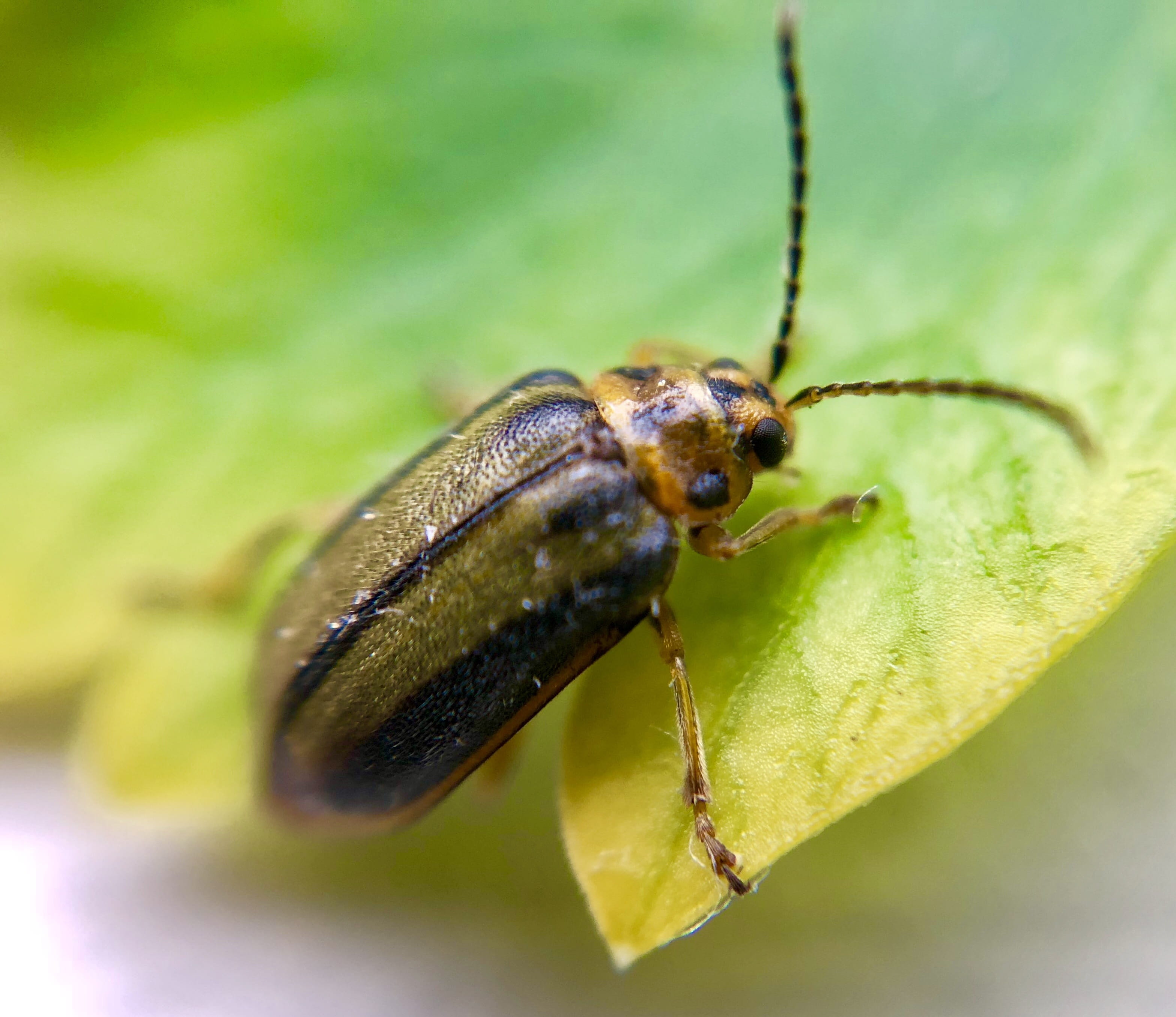 outdoors, invertebrate, animal wing, animal themes, focus on foreground, animal wildlife, selective focus, garden, animal, elm leaf beetle, one animal, HD Wallpaper