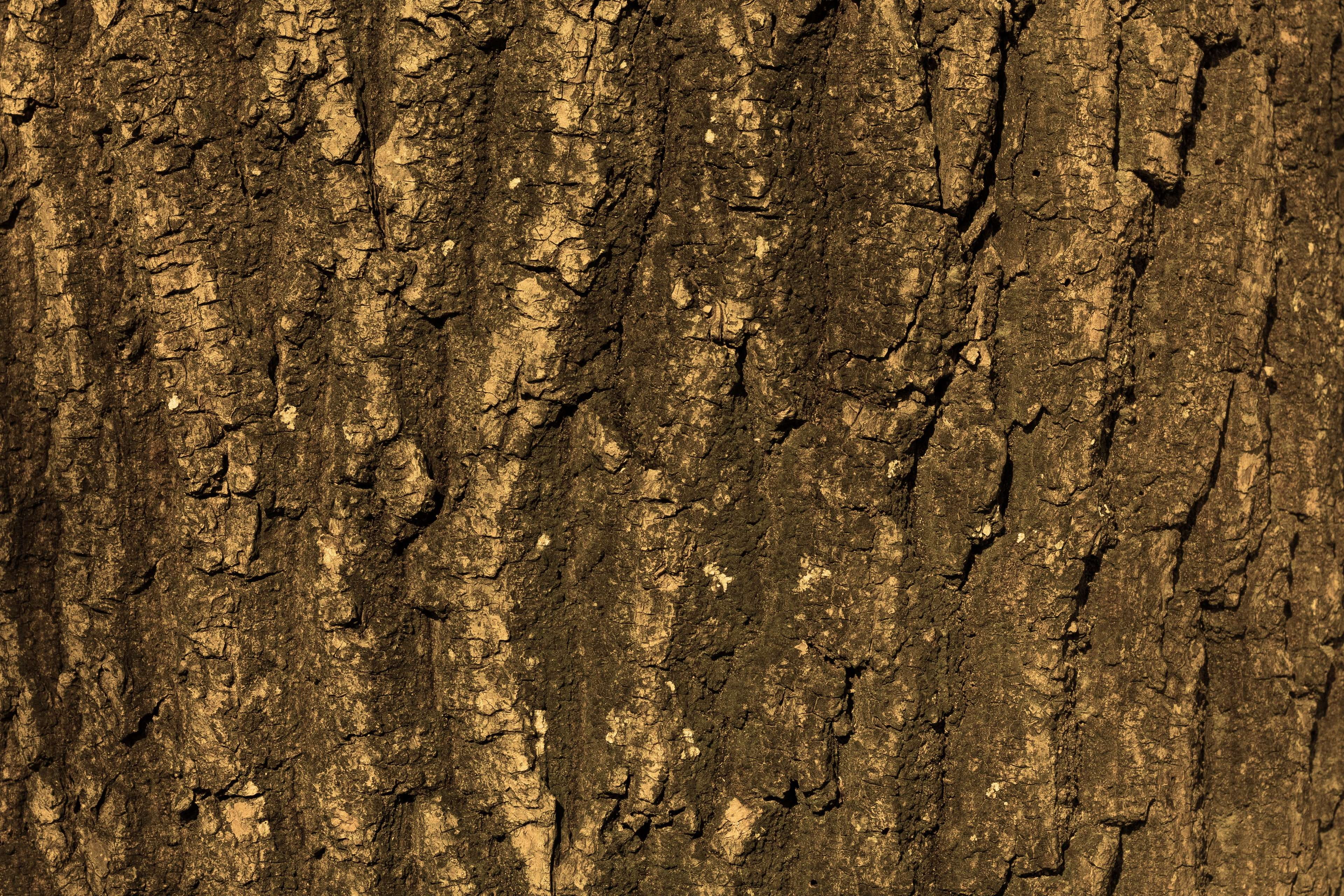 plant bark, wood - material, close, background, wood grain, no people, pattern, tree, log, textured effect, day, tribe, textured, weathered, abstract, trunk, HD Wallpaper