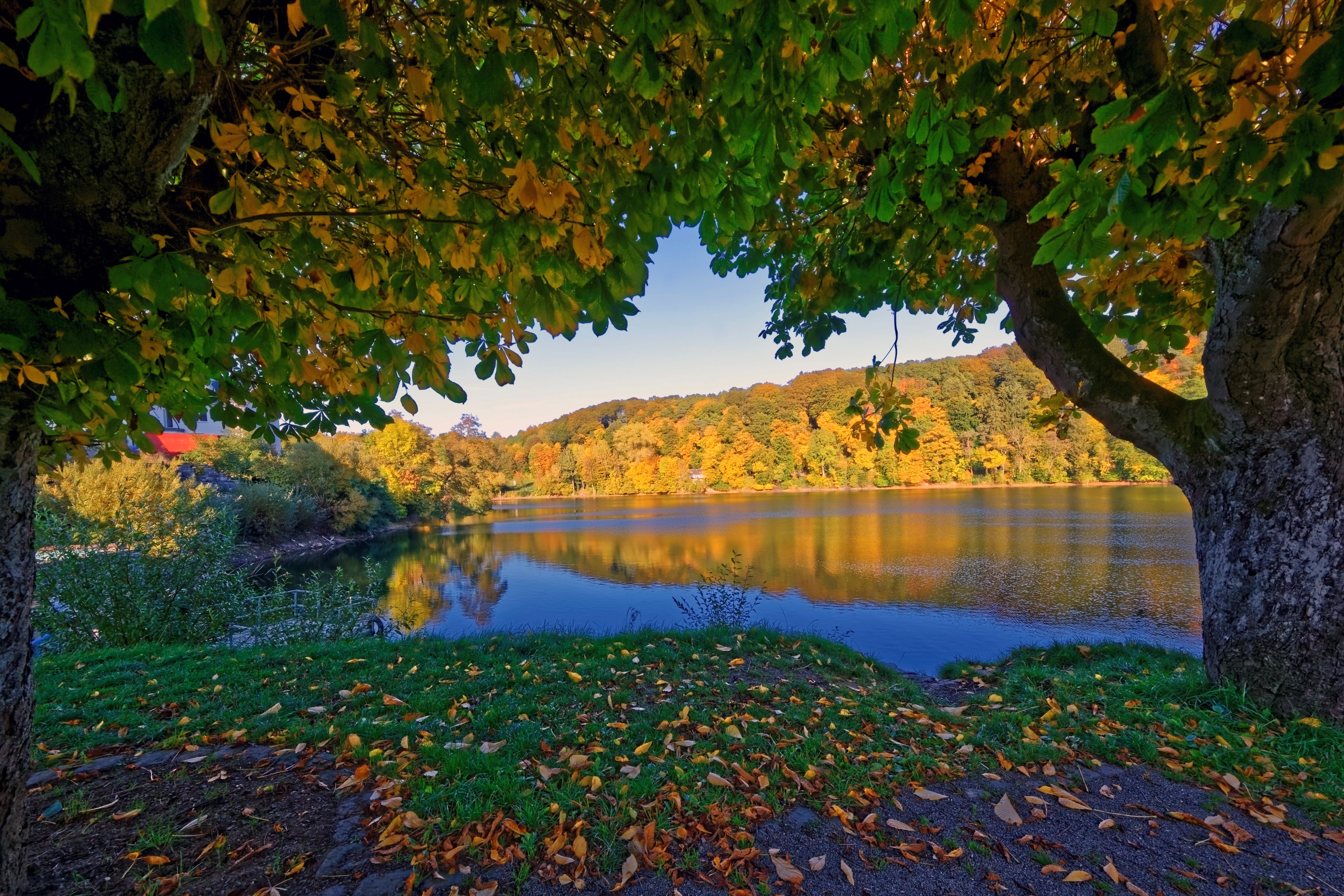 outdoors, plant, water, beauty in nature, Elm, growth, leaves, tranquil scene, scenics - nature, change, branch.leaves, leafed, non-urban scene, river, HD Wallpaper