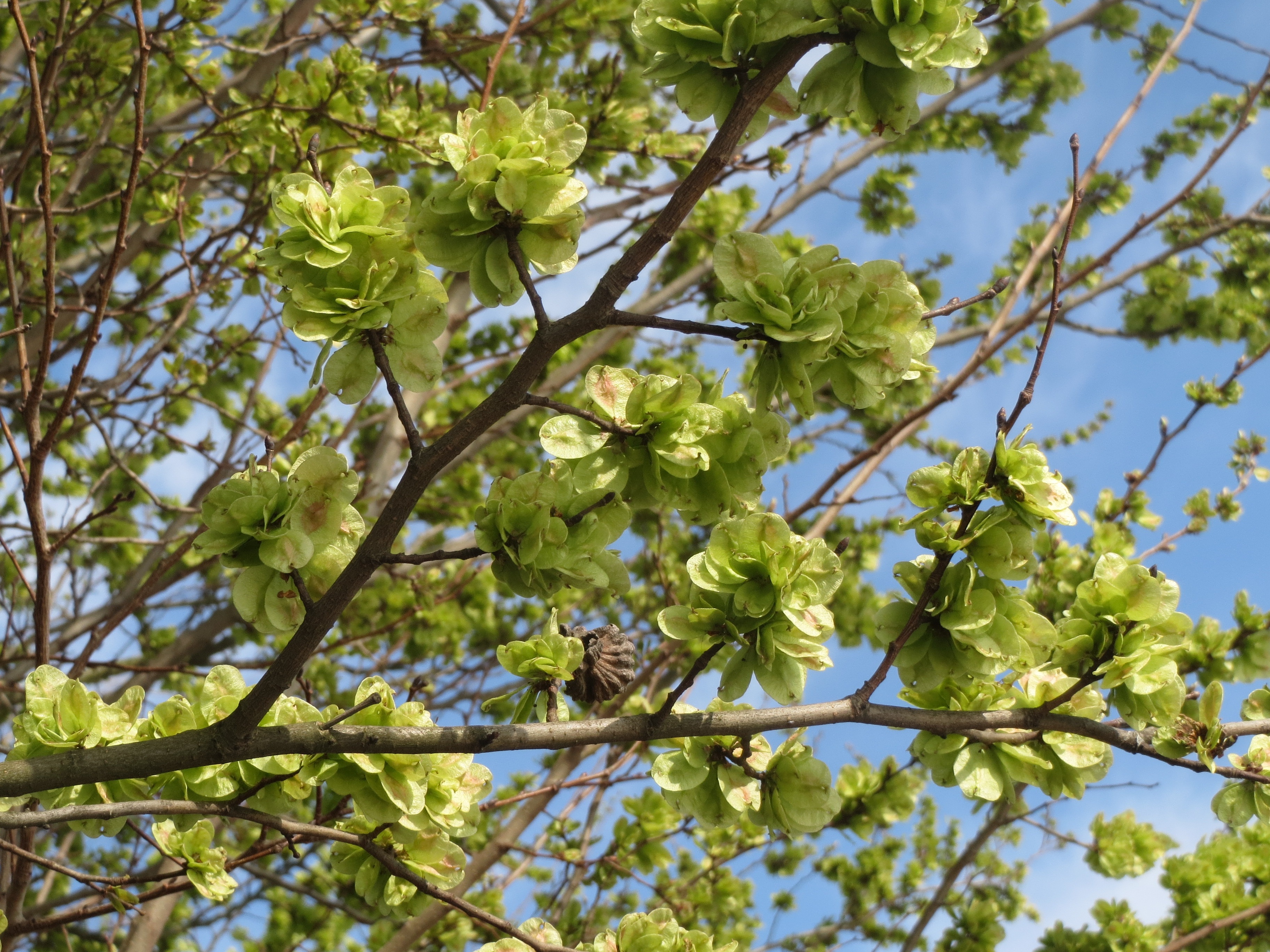 springtime, flower, beauty in nature, field elm, flower head, vulnerability, tree, green color, low angle view, spring, flora, outdoors, flowering plant, HD Wallpaper