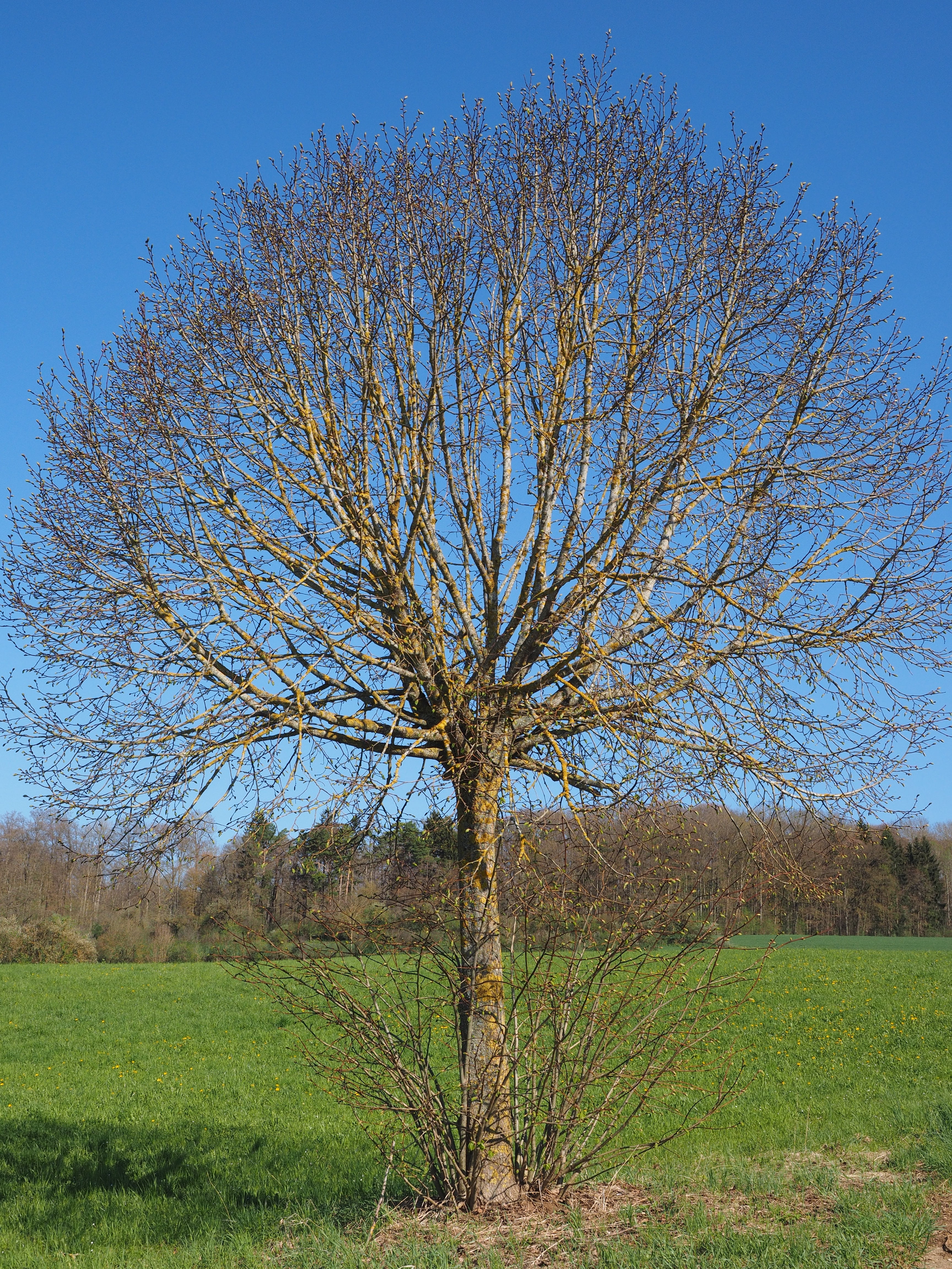 bare tree, tranquility, 4K, day, grass, sprout, nature, field, kahl, elm, scenics - nature, crown, globose, branch, non-urban scene, plant, clear sky, Phone HD Wallpaper