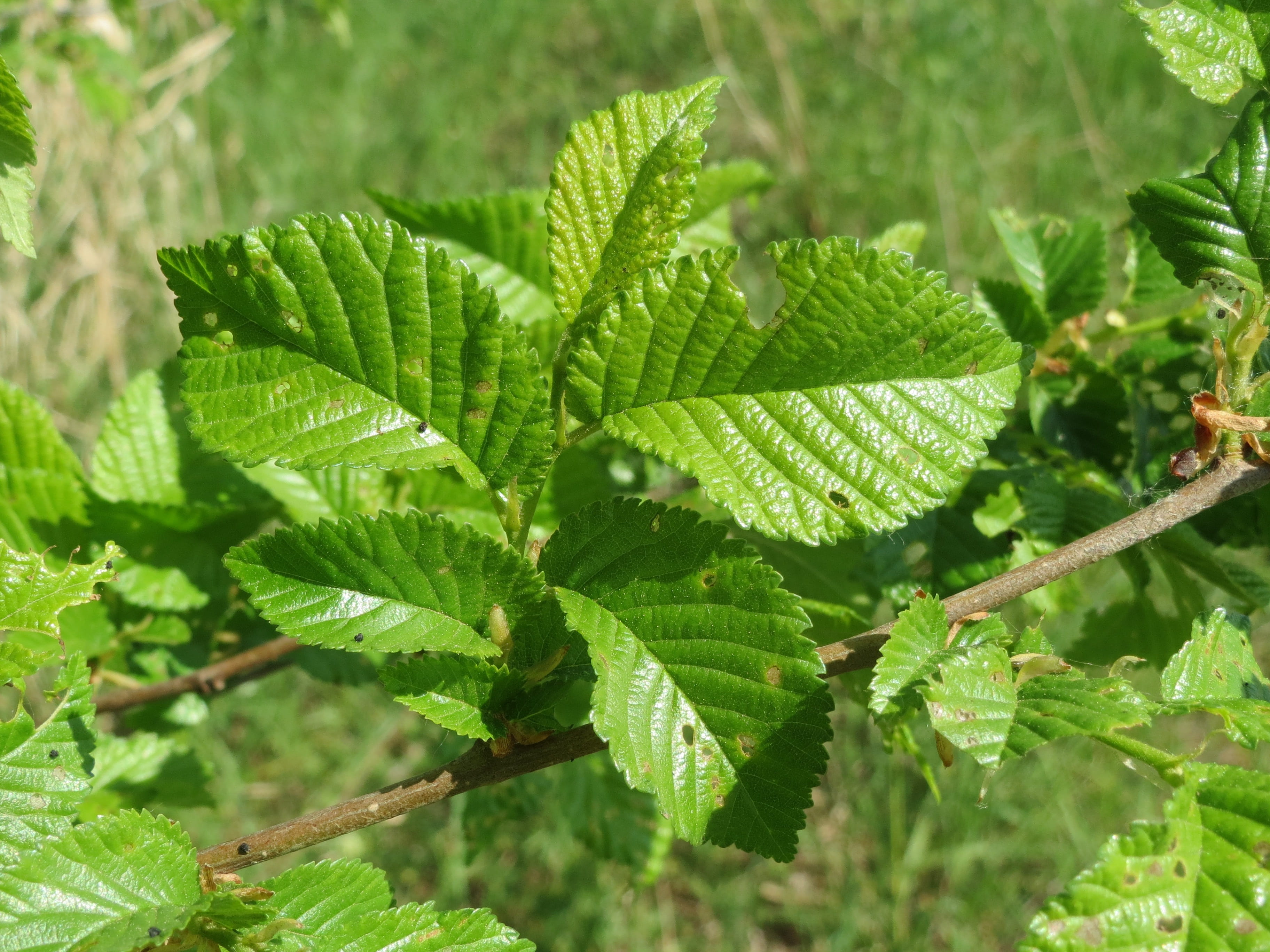freshness, plant part, nature, selective focus, leaves, close-up, no people, flora, leaf, field elm, 2K, sunlight, tranquility, plant, growth, herb, outdoors, HD Wallpaper