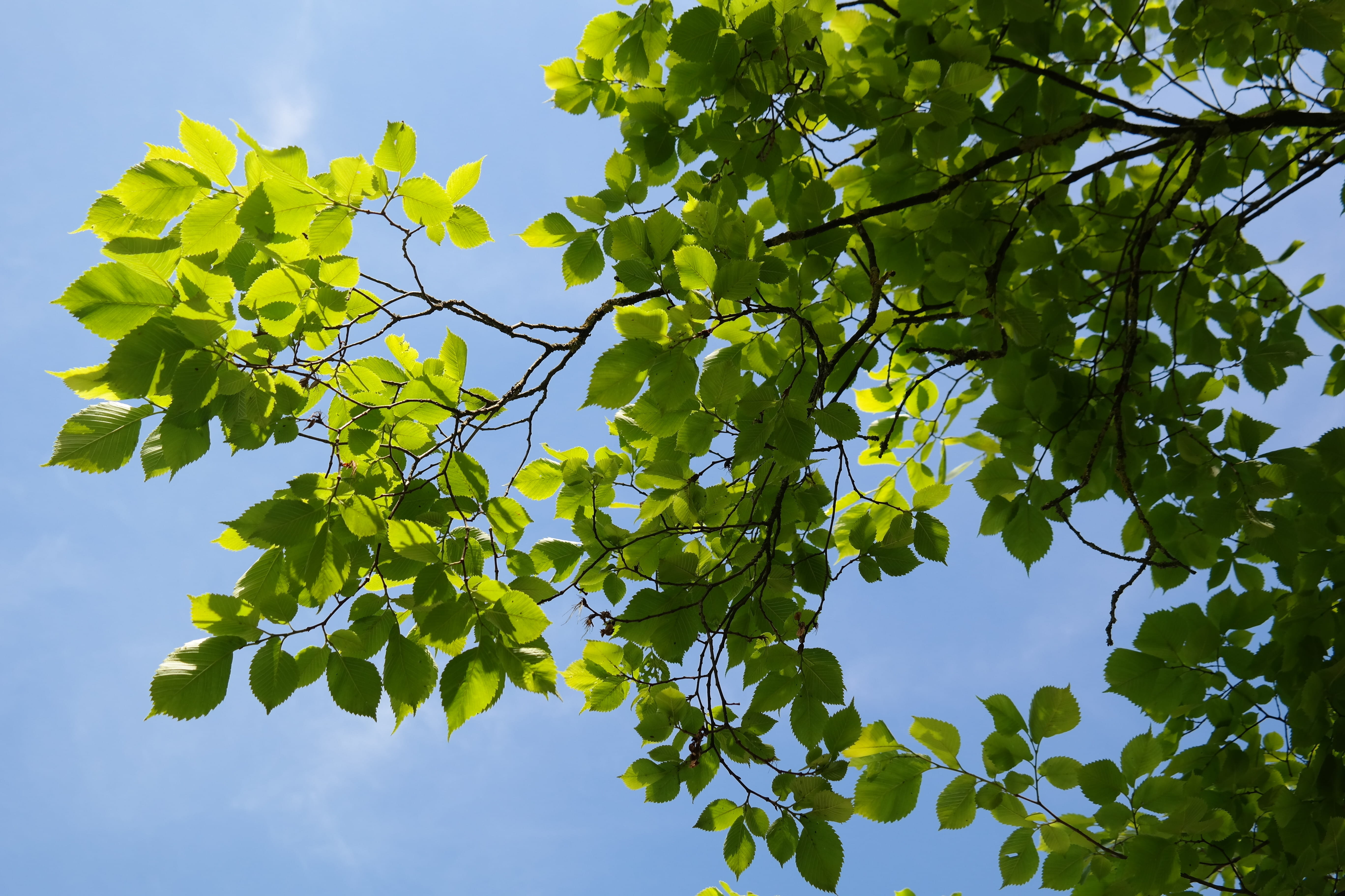 fruit, no people, tranquility, ulmus scabra, food, day, green, outdoors, beauty in nature, ulmus, 5K, sunlight, Leaves, elm family, ulmus glabra, sky, HD Wallpaper