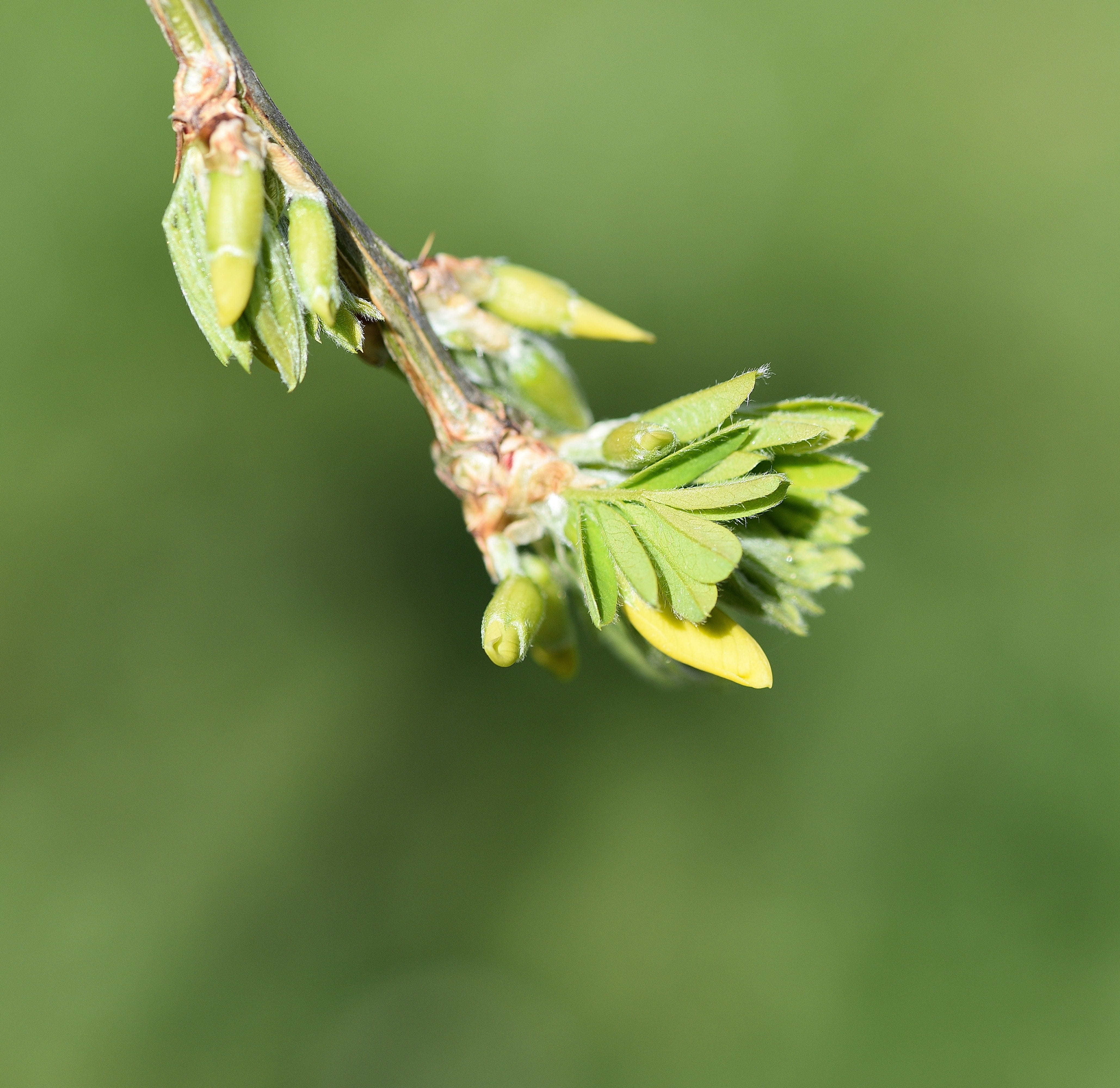 hanging elm, flowering plant, 4K, plant, day, growth, engine, Tree, animals in the wild, focus on foreground, flower, nature, one animal, Branch, ornamental plant, HD Wallpaper