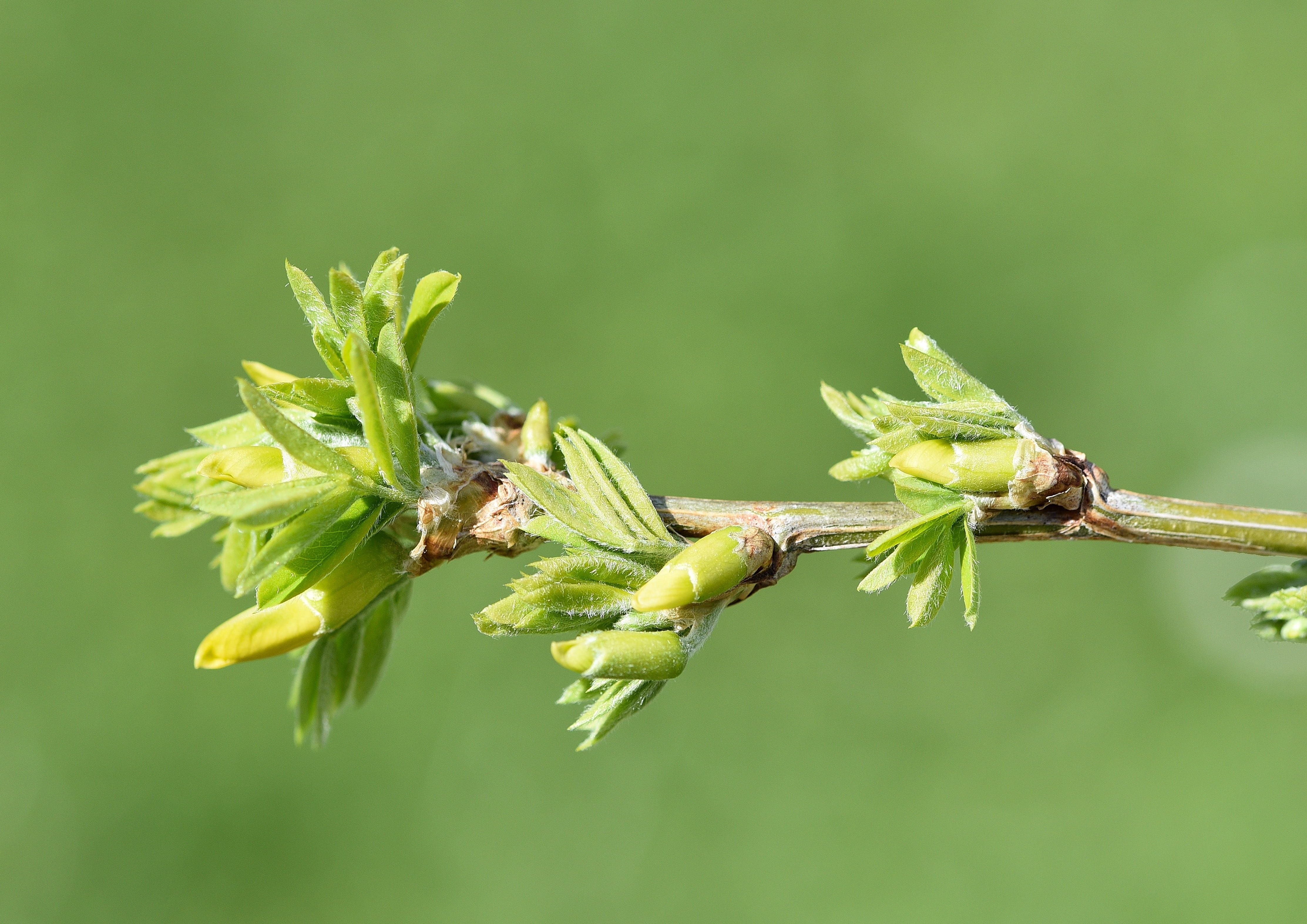 focus on foreground, ornamental plant, outdoors, one animal, macro, 4K, flowering plant, close-up, beauty in nature, spring, engine, green background, HD Wallpaper