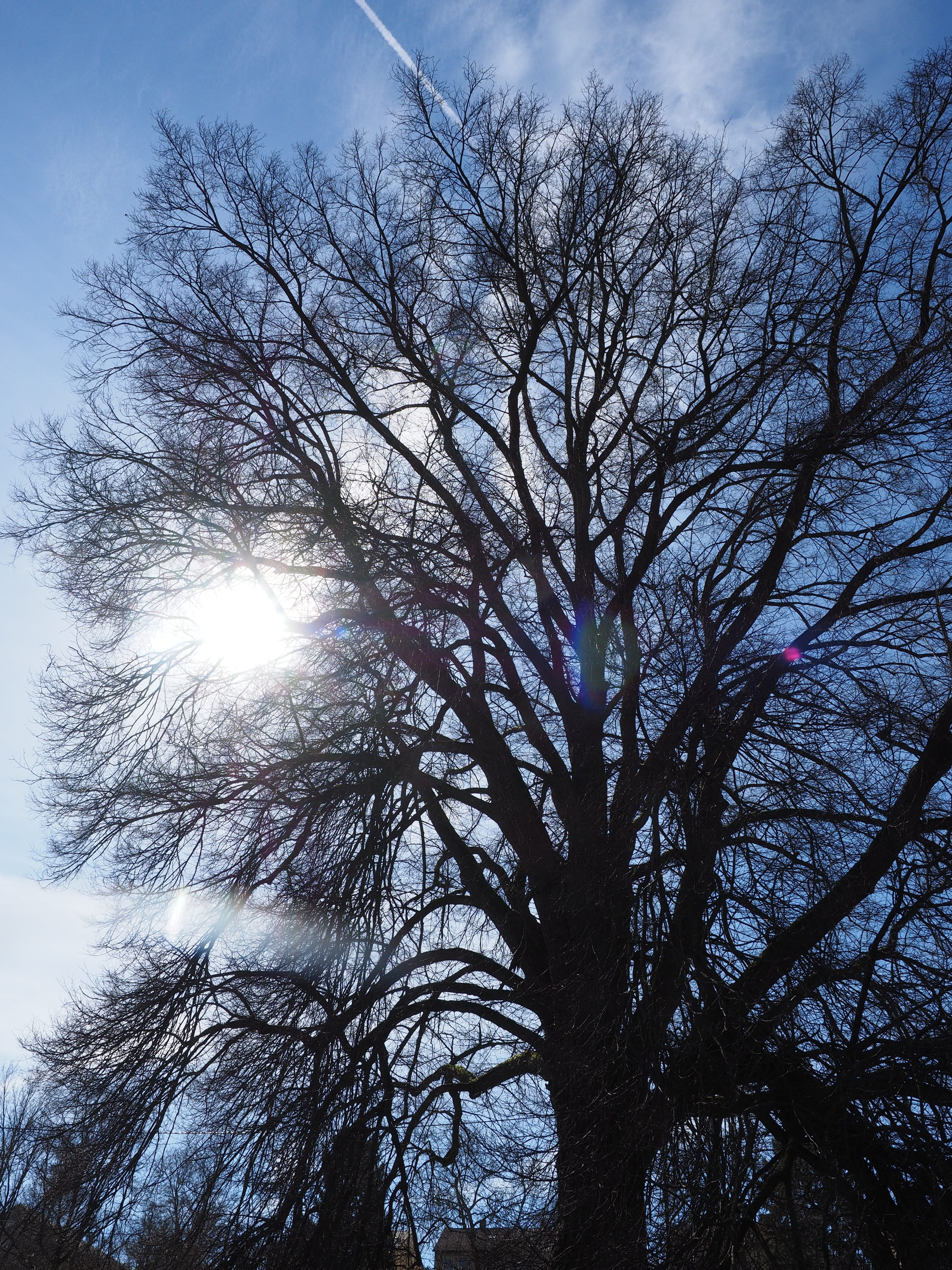 sky, beauty in nature, natural monument, massive, scenics - nature, solar flare, impressive, effe, ulmus minor, smooth leaved elm, growth, nature, tree, Phone HD Wallpaper