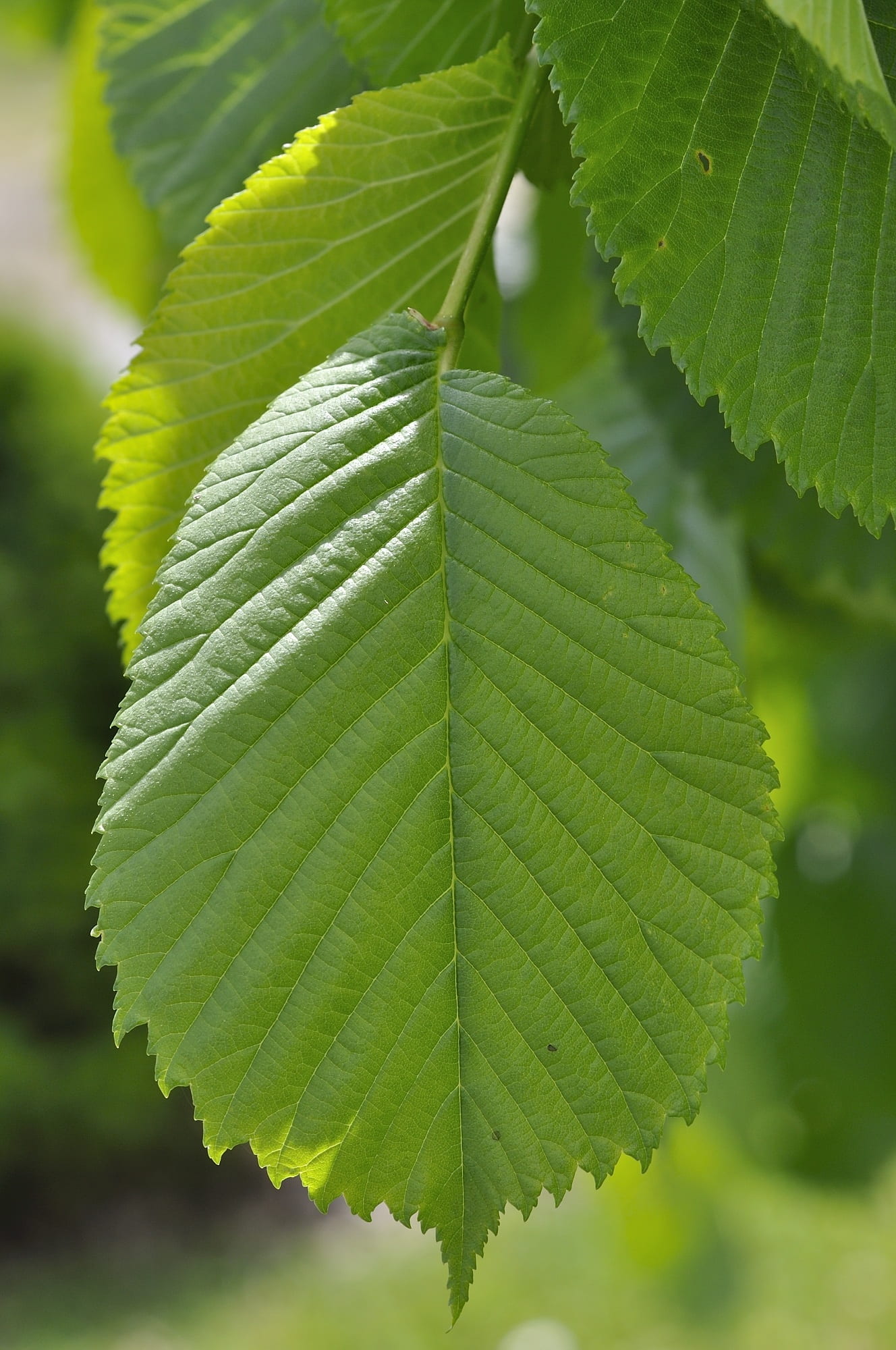 natural pattern, outdoors, hanging elm, plant part, plant, close, no people, elm, selective focus, leaf vein, close-up, vulnerability, focus on foreground, Phone HD Wallpaper