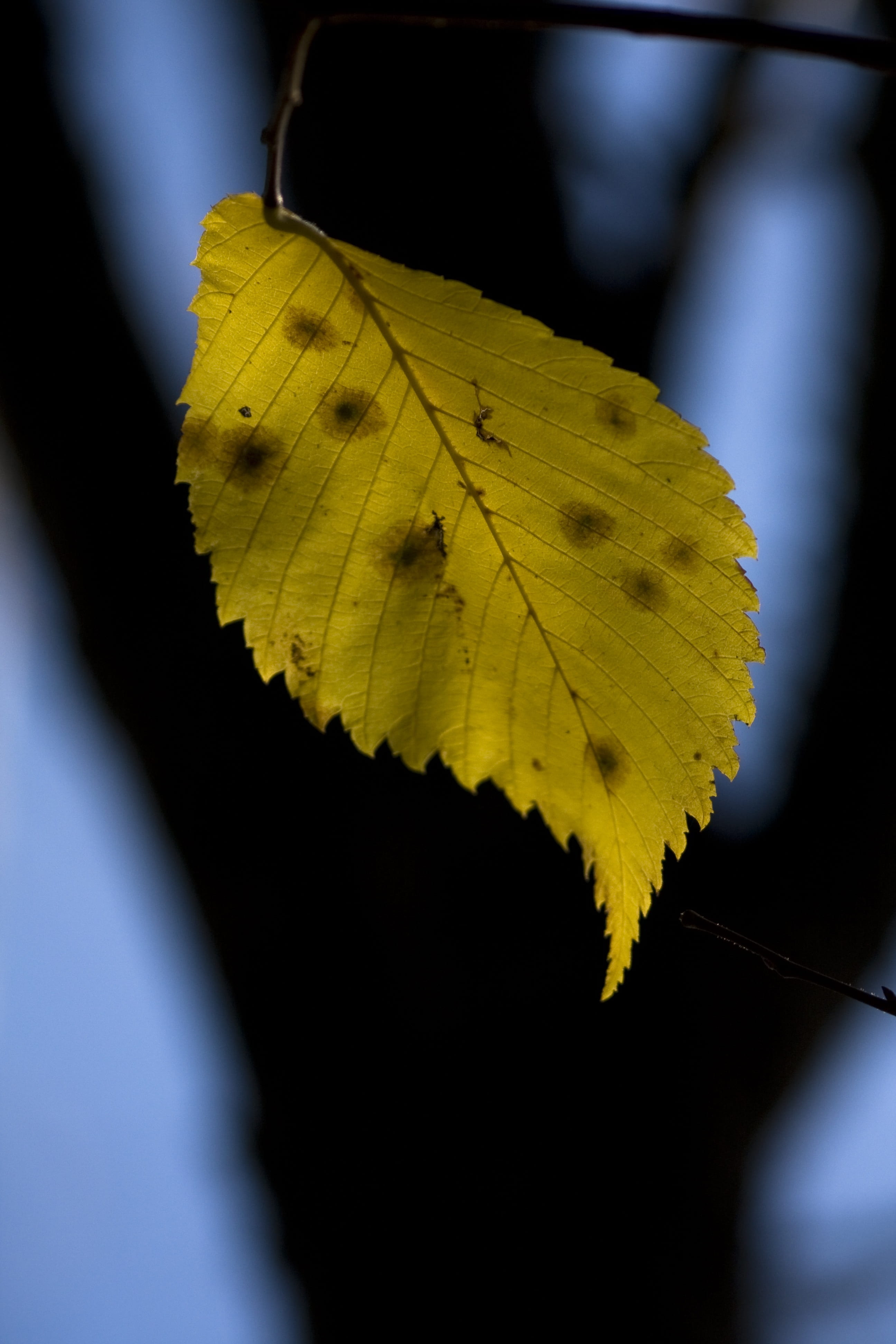 day, tree, leaf, one animal, insect, plant, beauty in nature, focus on foreground, yellow, 4K, no people, change, animal, natural condition, close-up, Phone HD Wallpaper