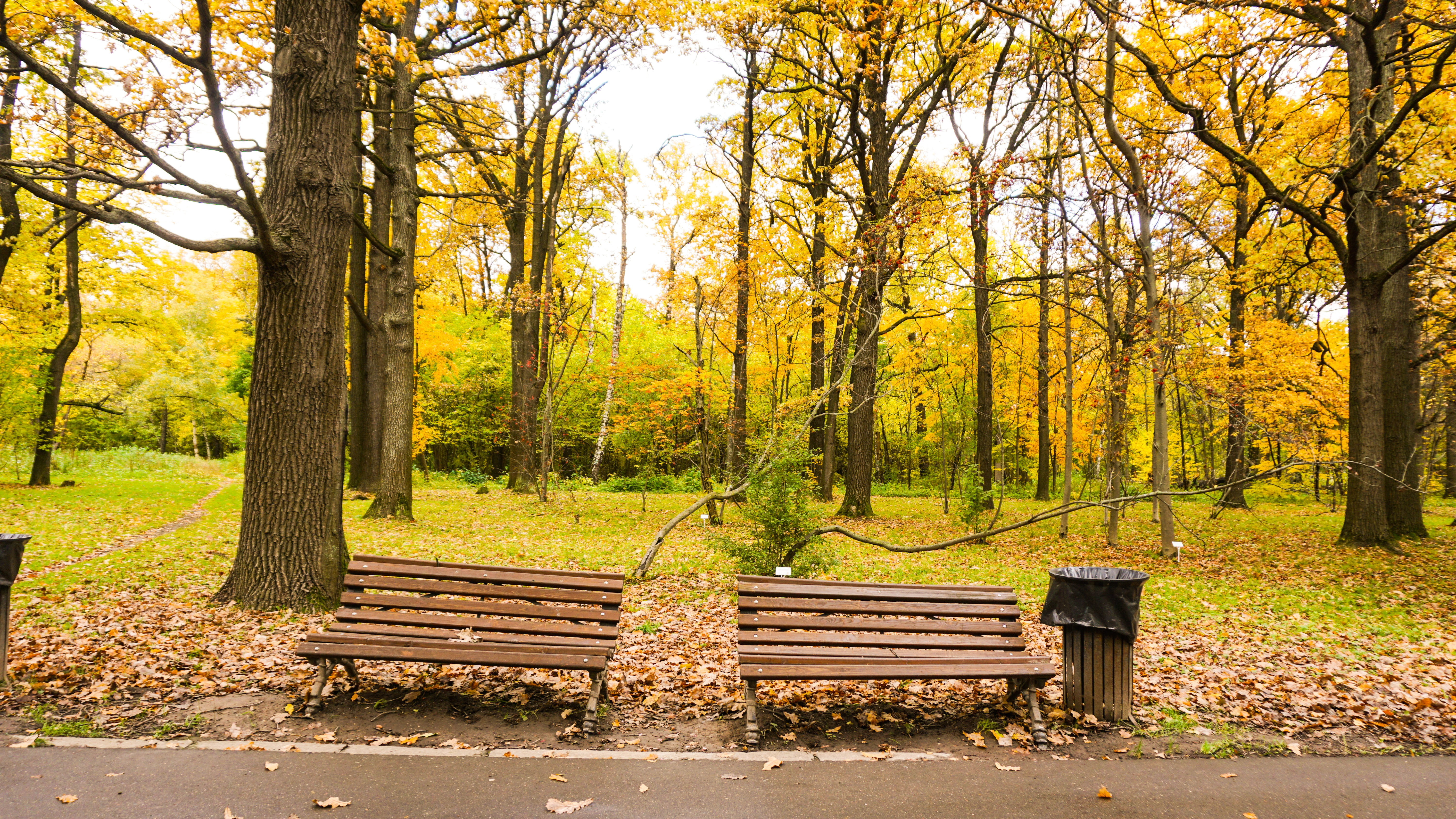 trees, texture, foliage, forest, non-urban scene, tree trunk, tranquility, change, nature, season, plant, leaf, beside, orange, green, red, autumn, 5K, HD Wallpaper