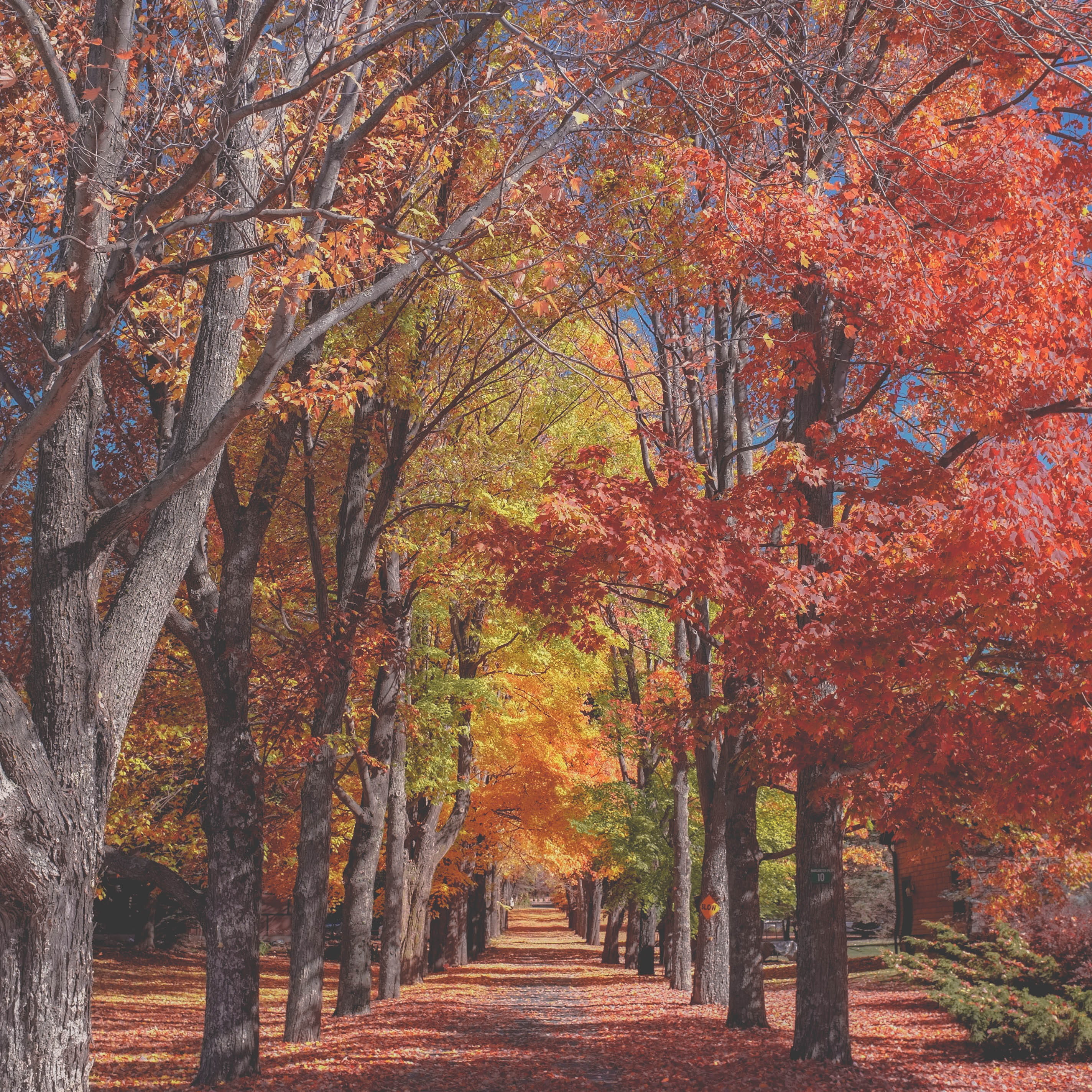 surrounded, the way forward, dried, multi Colored, season, brown, fall, pathway, nature, 2K, leaves, beauty In Nature, road, concrete, landscape, footpath, Phone HD Wallpaper