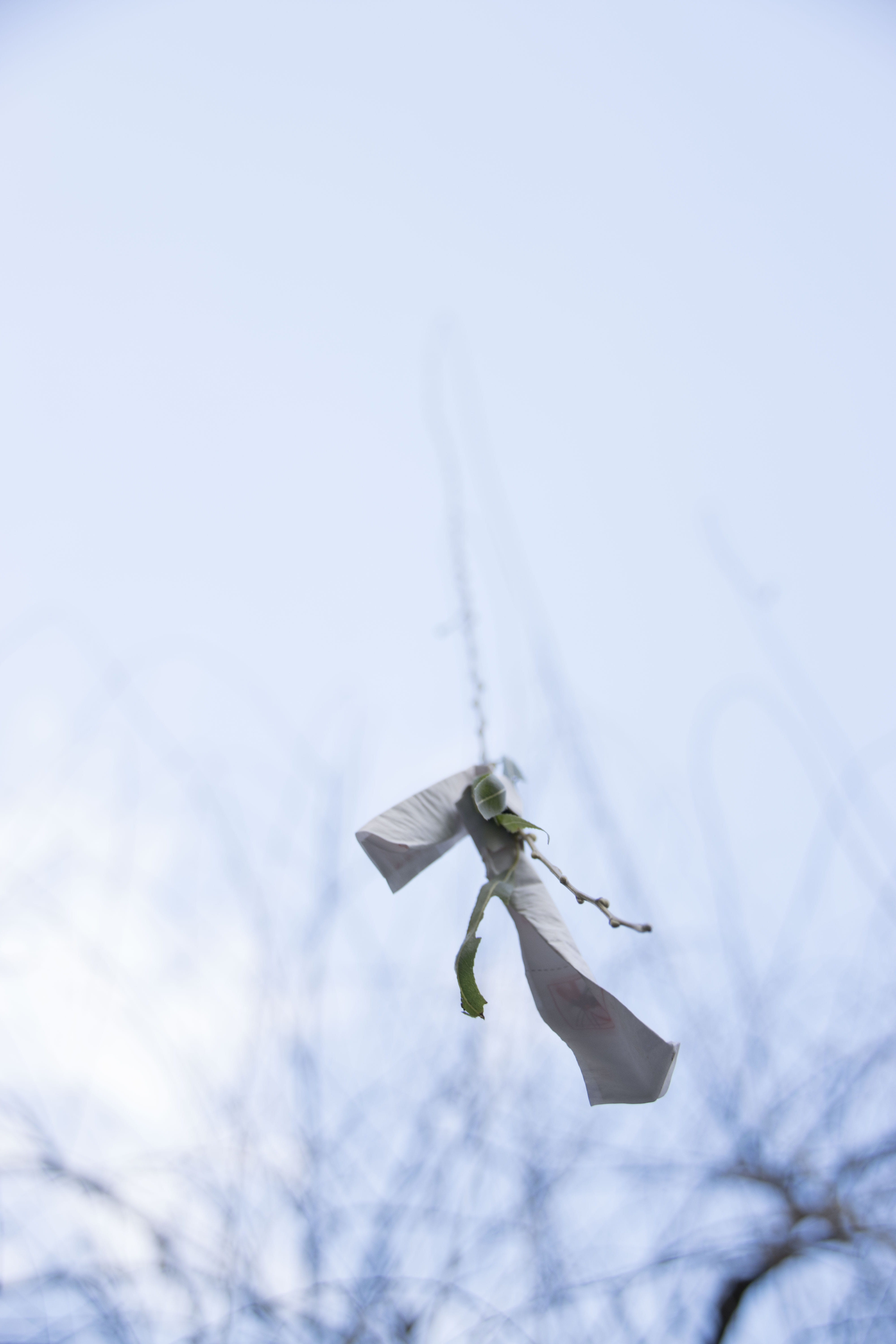 animals in the wild, nature, focus on foreground, shinto, day, one animal, culture, fragility, cold temperature, plant, no people, white color, flower, Phone HD Wallpaper
