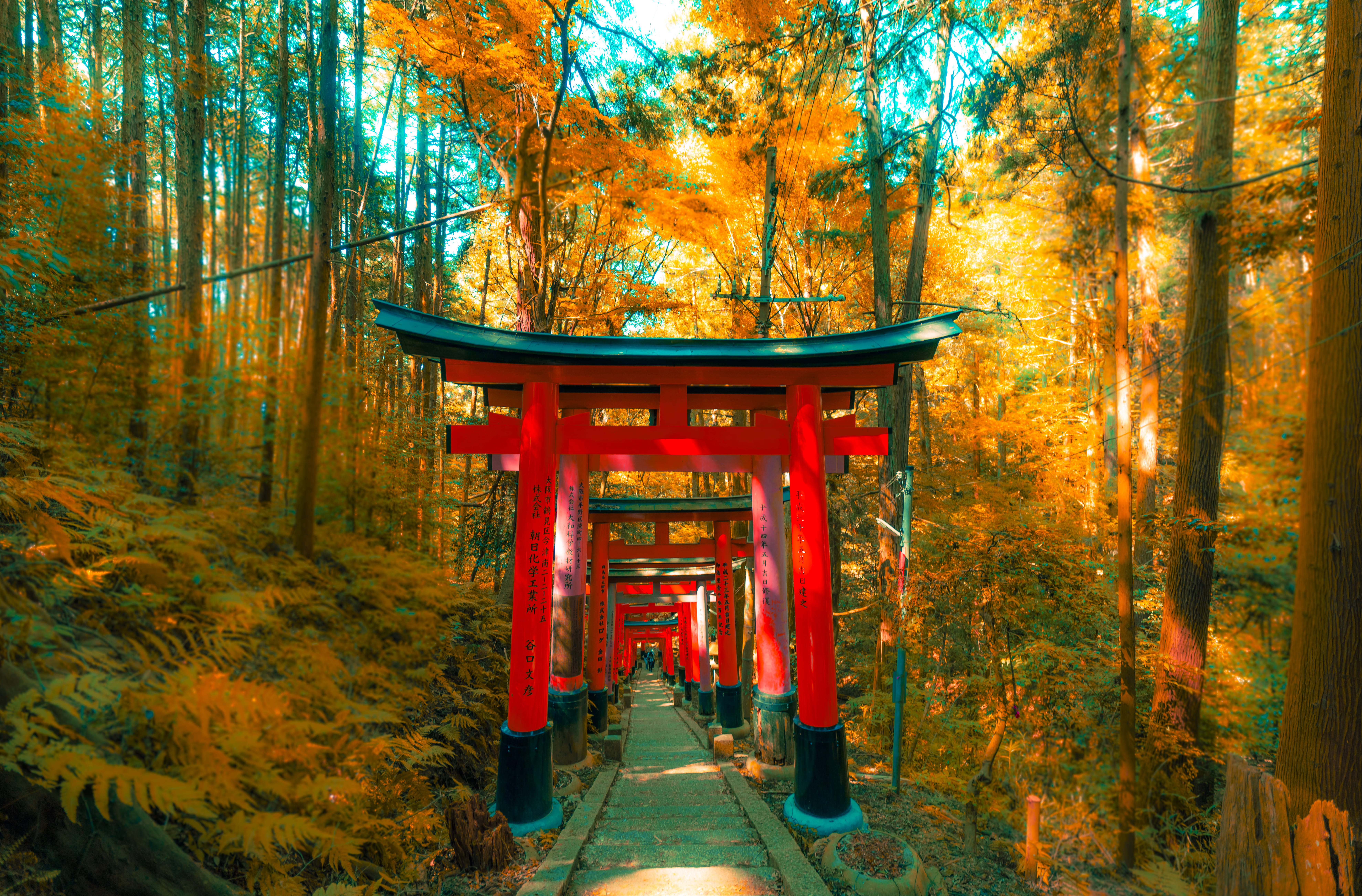 tree, orange color, nature, day, religion, change, land, no people, shrine, architecture, tranquility, beauty in nature, plant, gate, outdoors, shinto, HD Wallpaper
