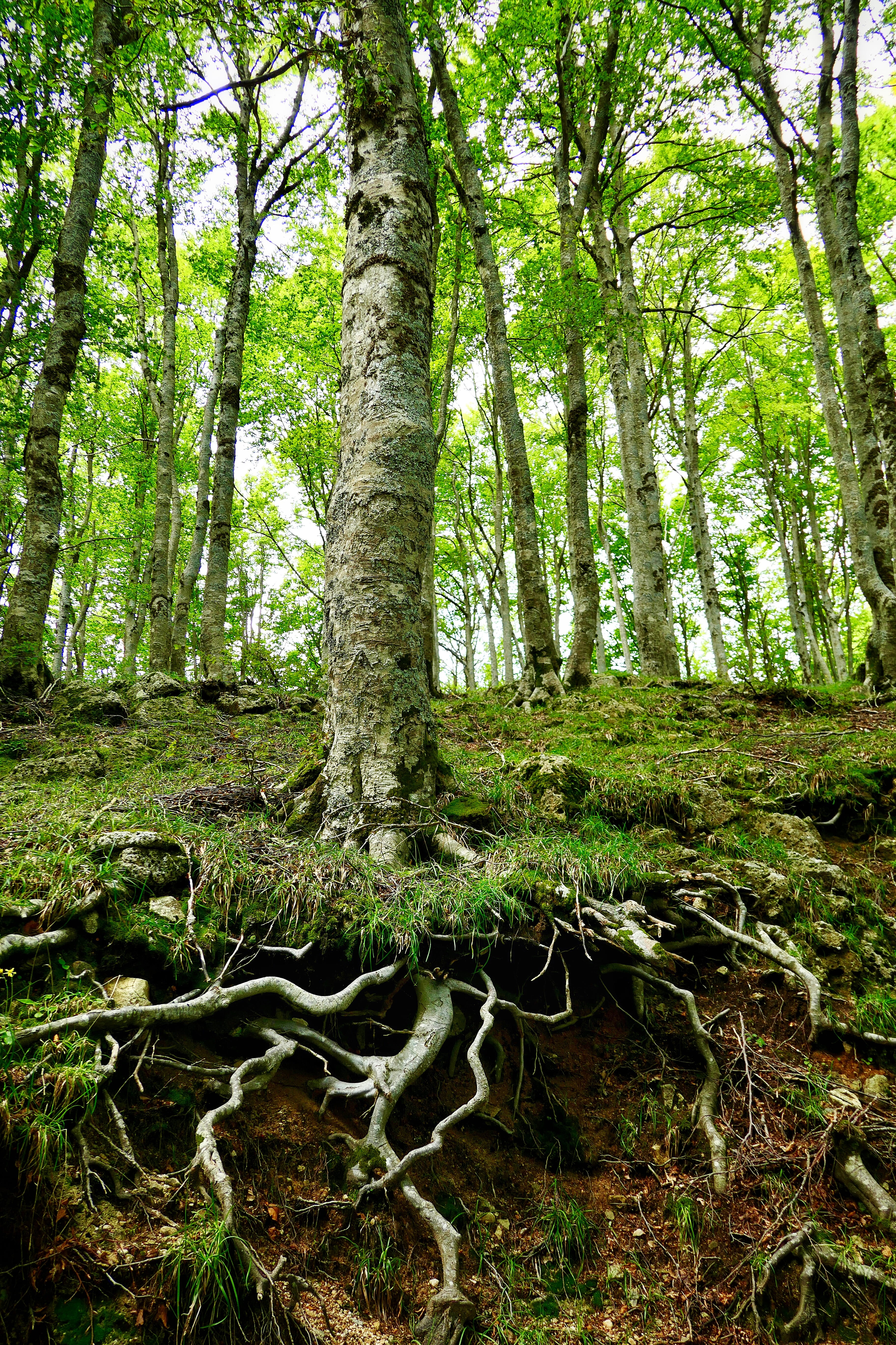 trees, root, green color, scenics - nature, trunk, vallo della lucania, tree, nature, tranquil scene, outdoors, growth, bark, italy, forest, day, campania, Phone HD Wallpaper