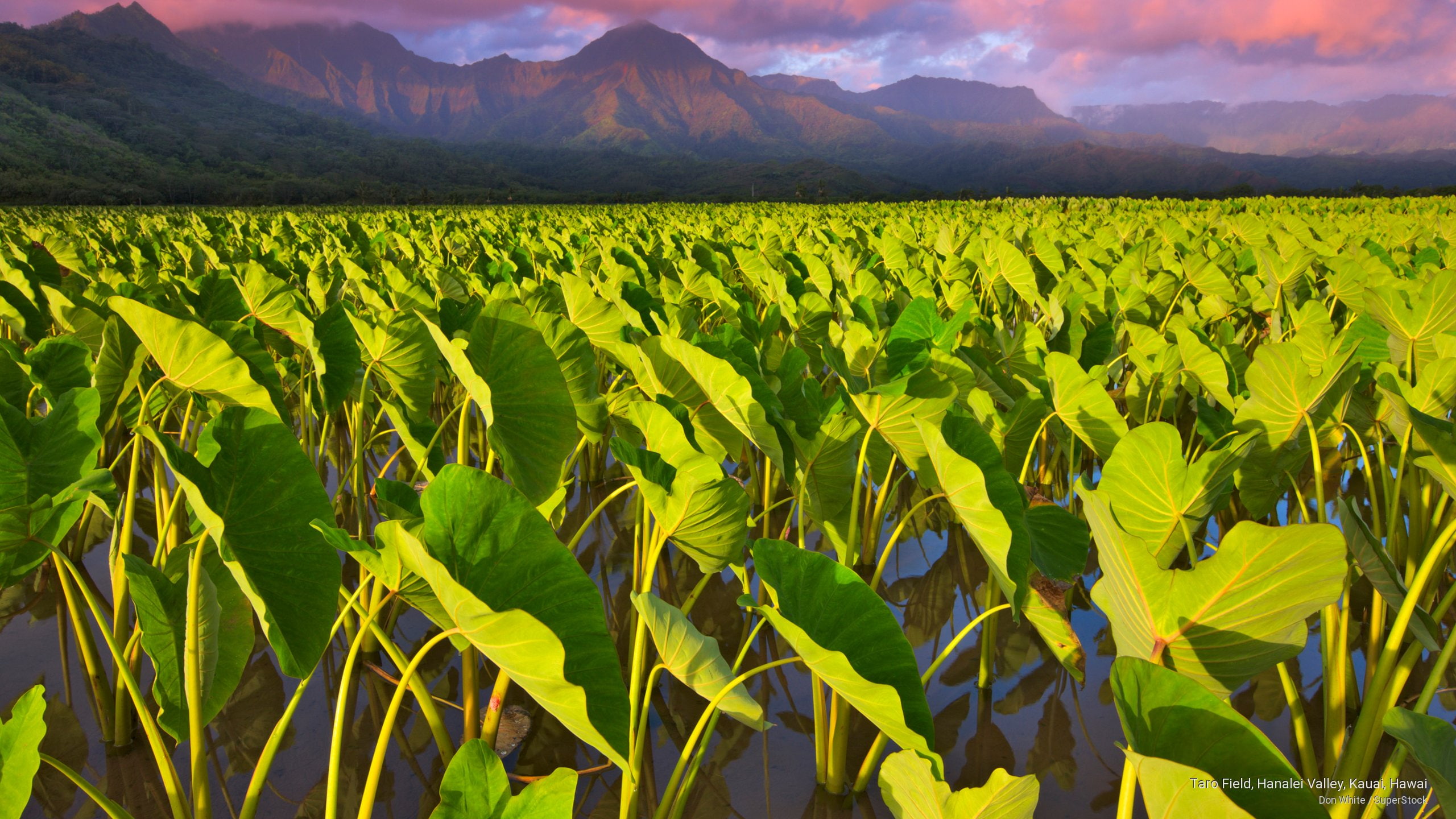 valley, Islands, field, 2K, taro, kauai, hawai, hanalei, HD Wallpaper