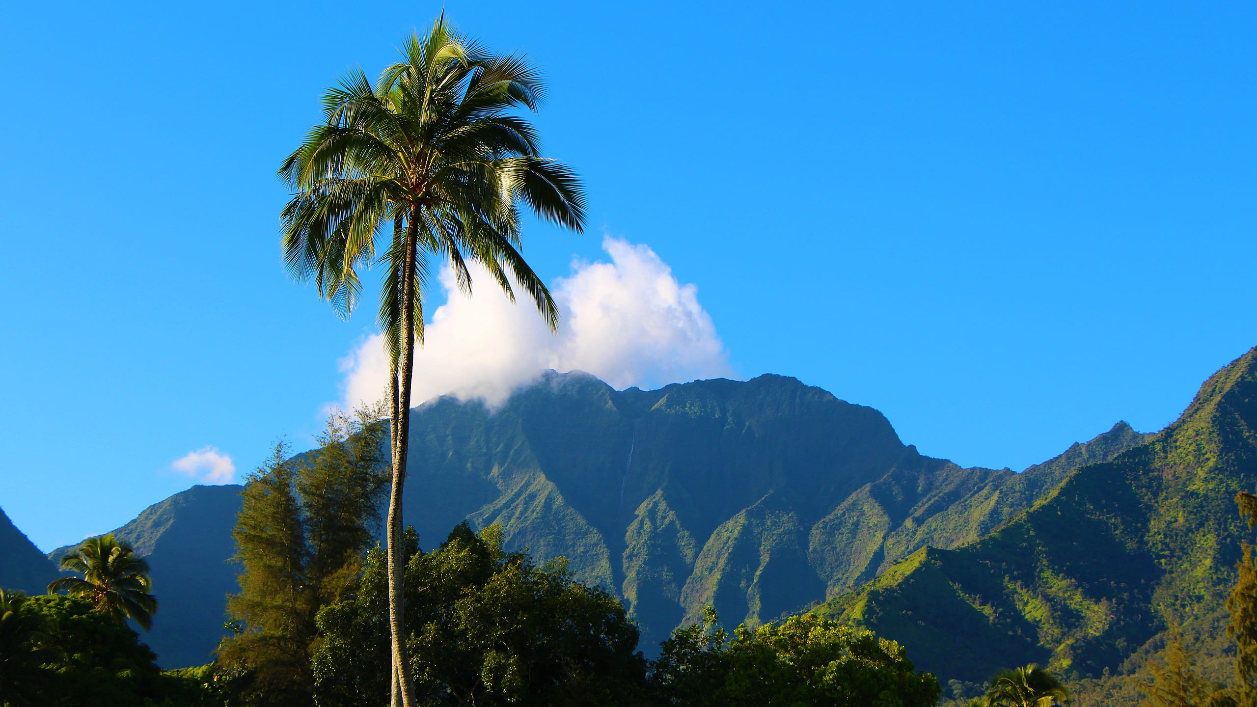 outdoor, kauai, green, tranquil scene, hanalei bay, coconut palm tree, travel, cloud - sky, natural, mountain, nature, holiday, mountain range, paradise, HD Wallpaper