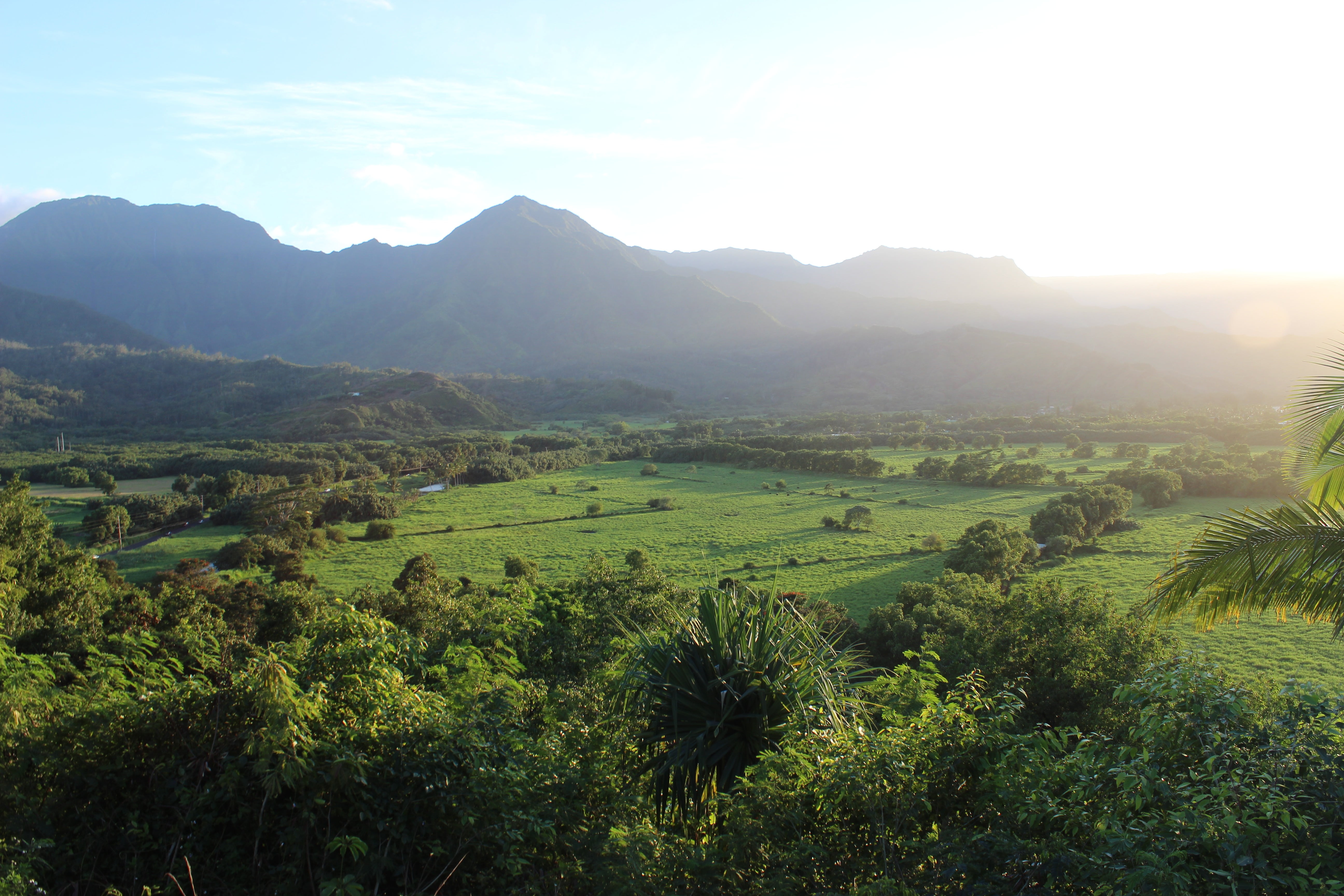 natural, areal, mountain, beauty in nature, green color, 5K, field, wilderness, trees, tree, grass, day, hanalei, landscape, nature, plant, growth, scenery, HD Wallpaper