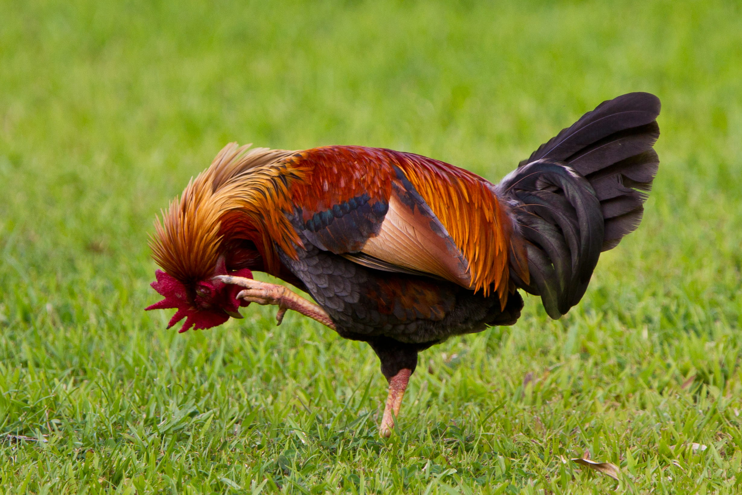animal themes, male animal, no people, one animal, grass, pets, vertebrate, nature, field, plant, outdoors, bird, profile view, scratch, livestock, feathers, HD Wallpaper