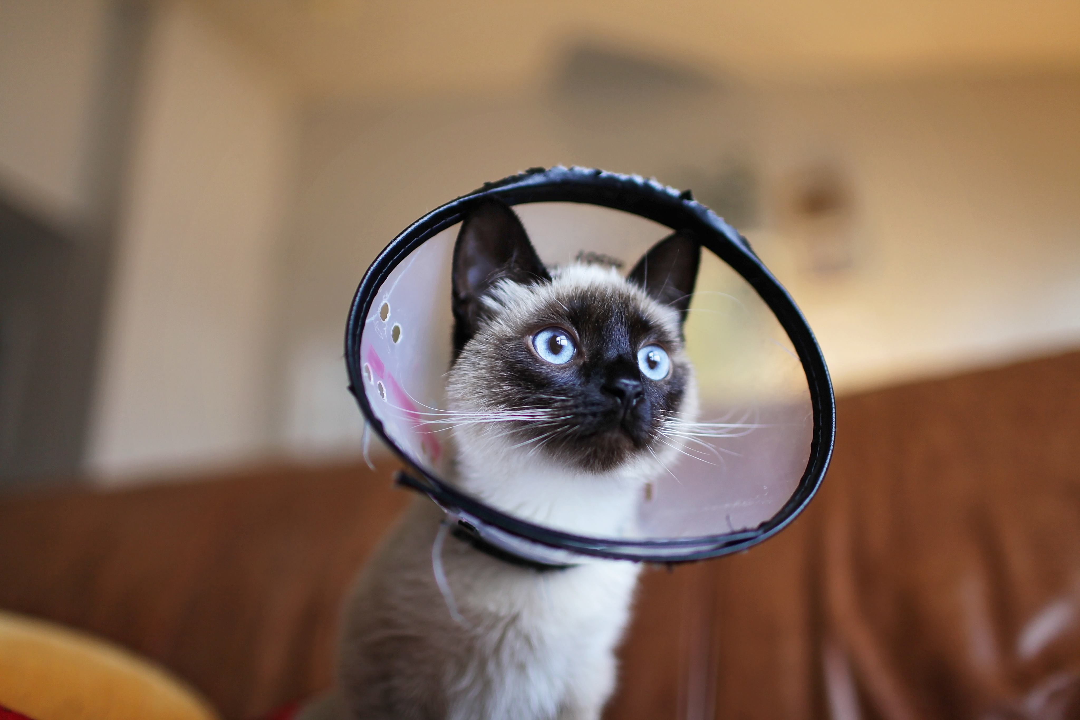 young animal, animal eye, cone, kitty, kitten, wearing, whisker, pet, close-up, animal, feline, domestic cat, looking, little, 4K, animal head, mammal, HD Wallpaper