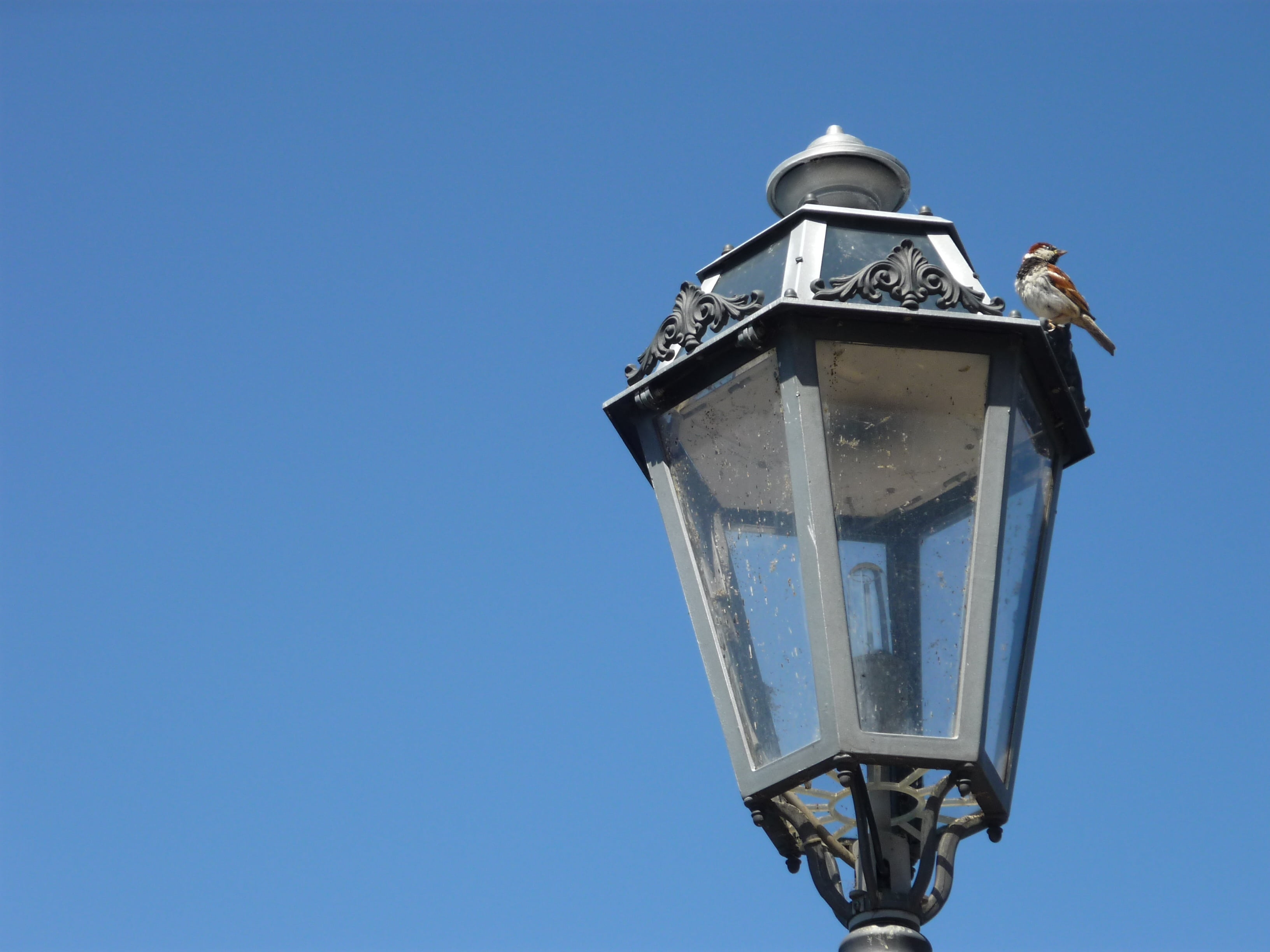 varenna, blue, lake, sky, day, copy space, sunlight, italy, wildlife, single object, food and drink, clear sky, metal, flying, close-up, bright, bird, street, HD Wallpaper