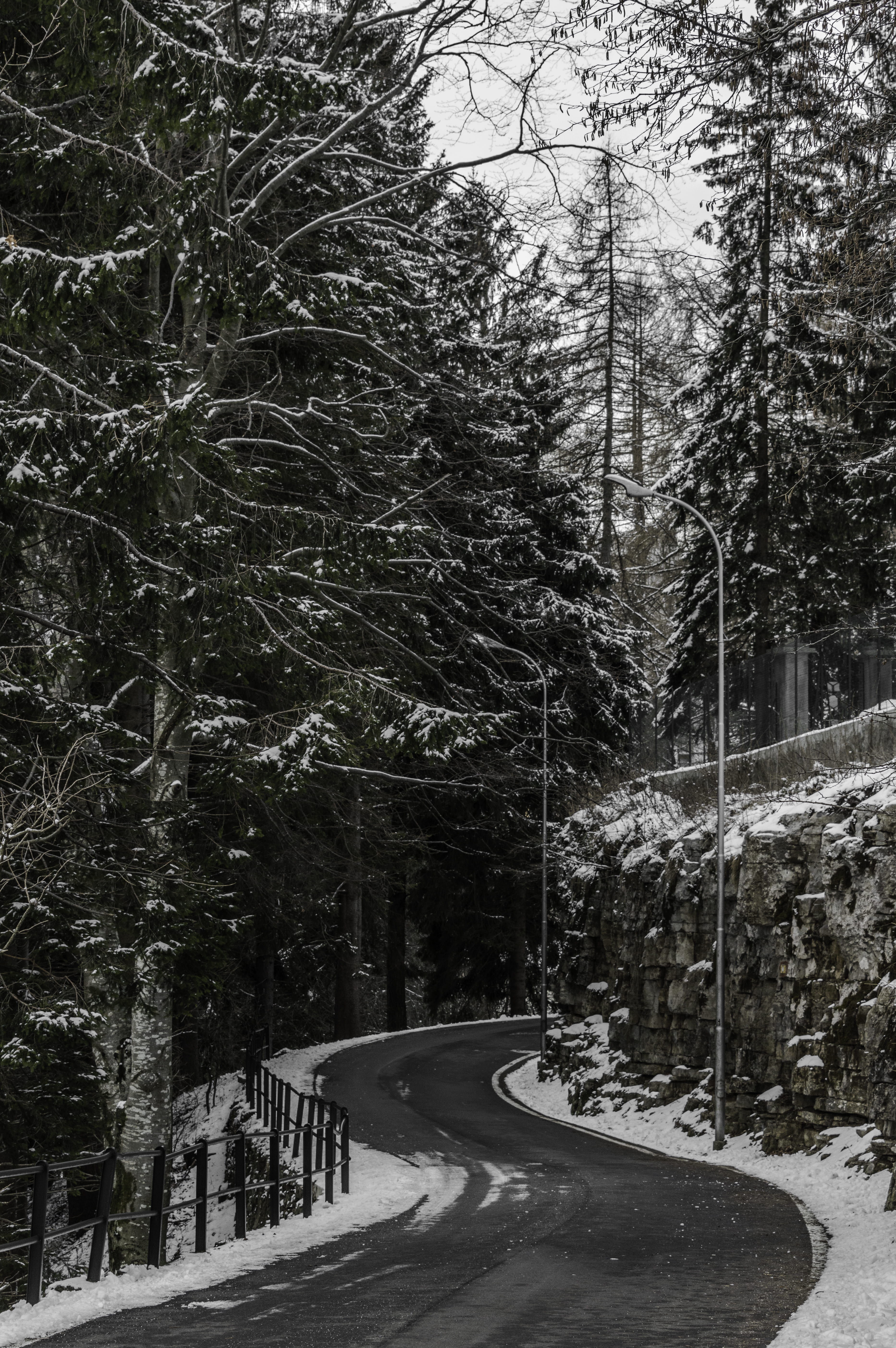 wallpaper mobile, abies, cold temperature, route, nature, non-urban scene, empty road, direction, the way forward, day, tree, crash barrier, Phone HD Wallpaper