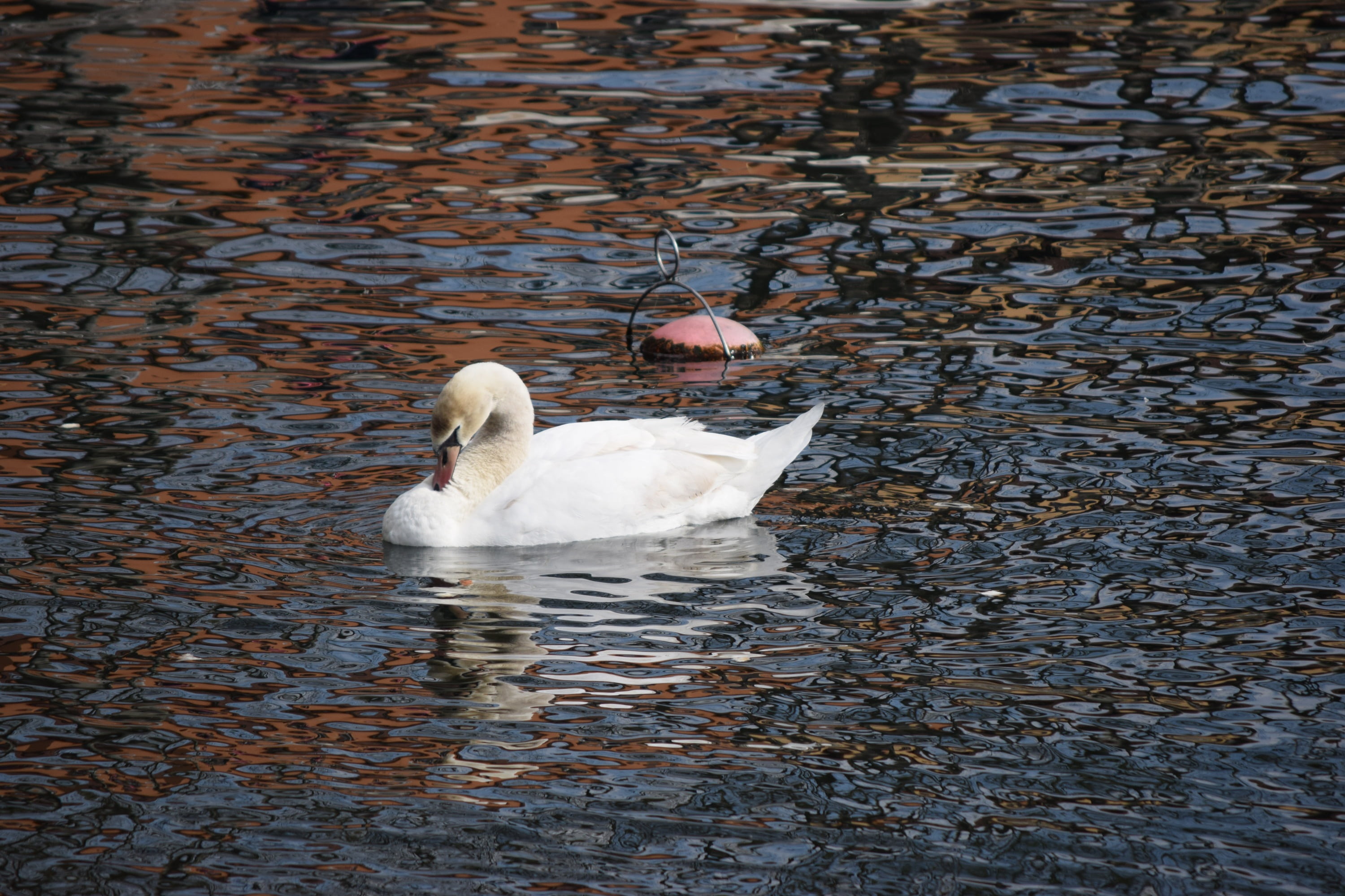 lecco, lombardy, water, cygnet, reflection, lake, bird, white color, animal wildlife, animal family, floating on water, waterfront, animal neck, 2K, group of animals, HD Wallpaper
