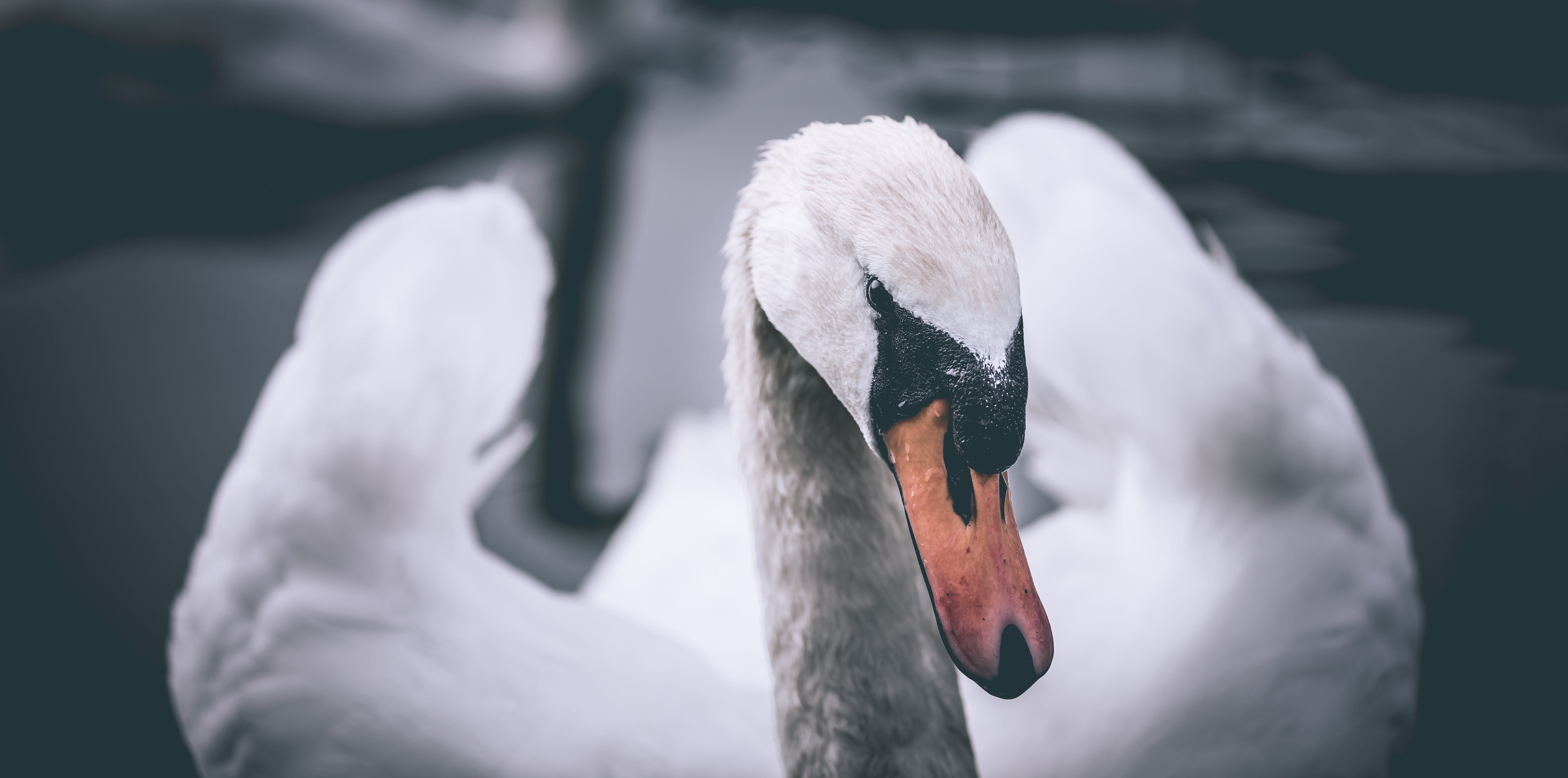 lake, forest, animal, cygnet, one animal, 5K, hd, love, girl, travel, animal head, mute swan, close-up, europe, beak, care, share, nature, animals in the wild, HD Wallpaper