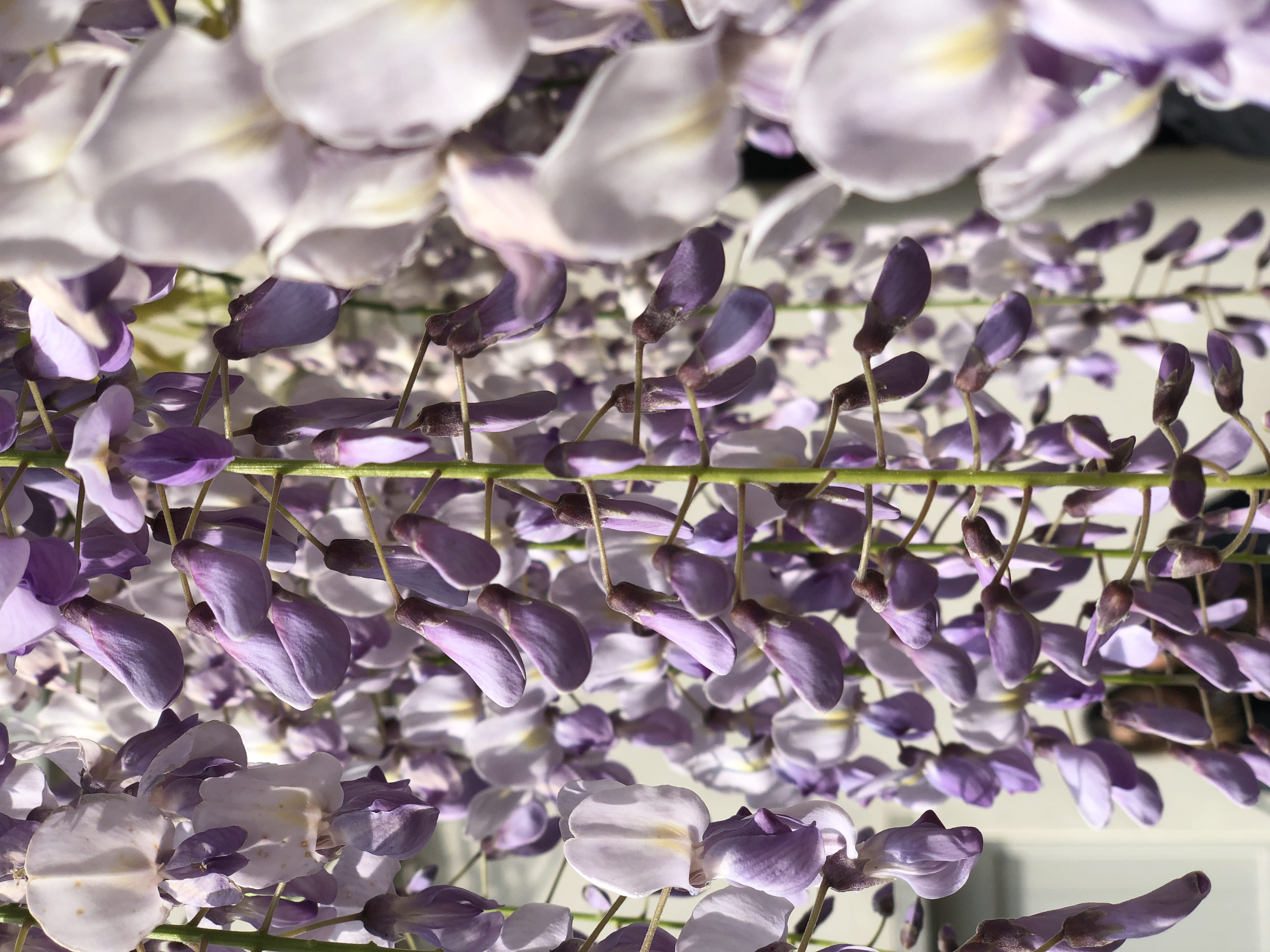 4K, indoors, selective focus, precious gem, close-up, animal, beauty in nature, lavender, crocus, via federico borromeo, iris, petal, bird, plant, vulnerability, HD Wallpaper