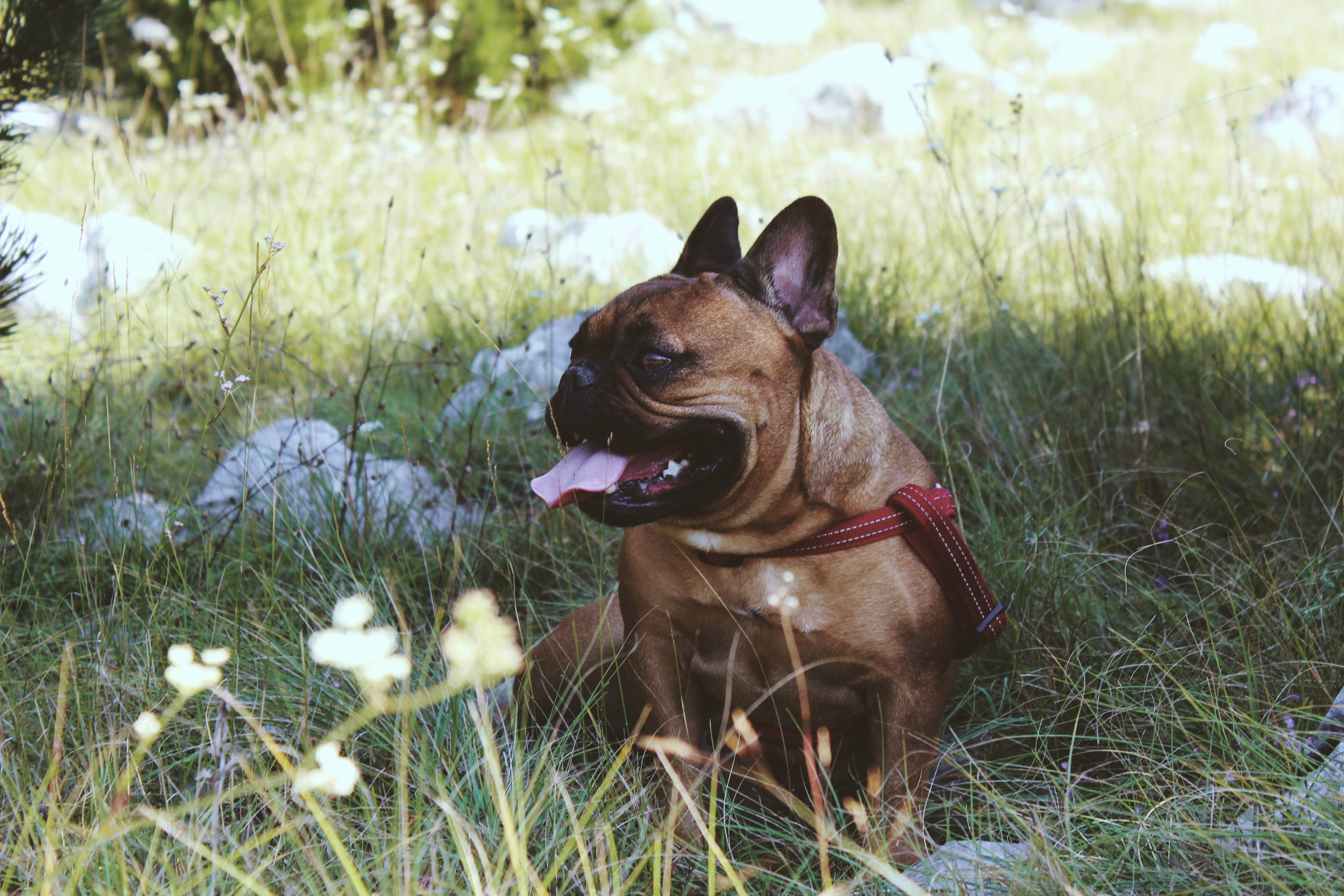 pet, animal, flora, pet collar, swamp, animal themes, land, mouth open, bulldog, no people, pug, one animal, canine, chihuahua, water, nature, dog, pets, HD Wallpaper