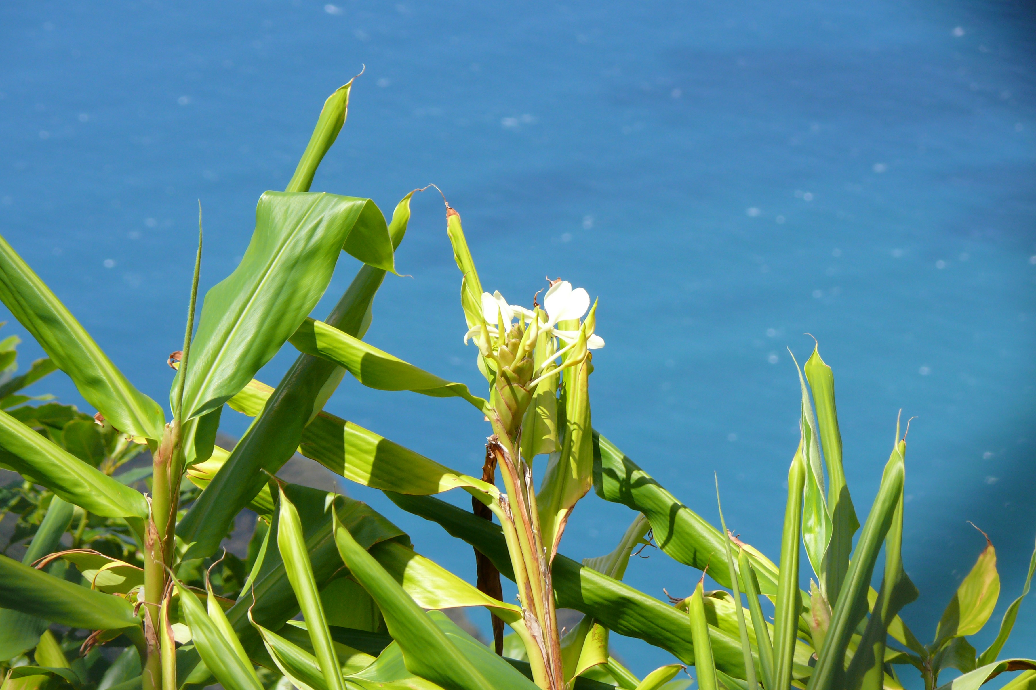 plant part, tranquility, blue, sunlight, outdoors, close-up, focus on foreground, 2K, beauty in nature, growth, no people, kauai, land, ocean, freshness, HD Wallpaper