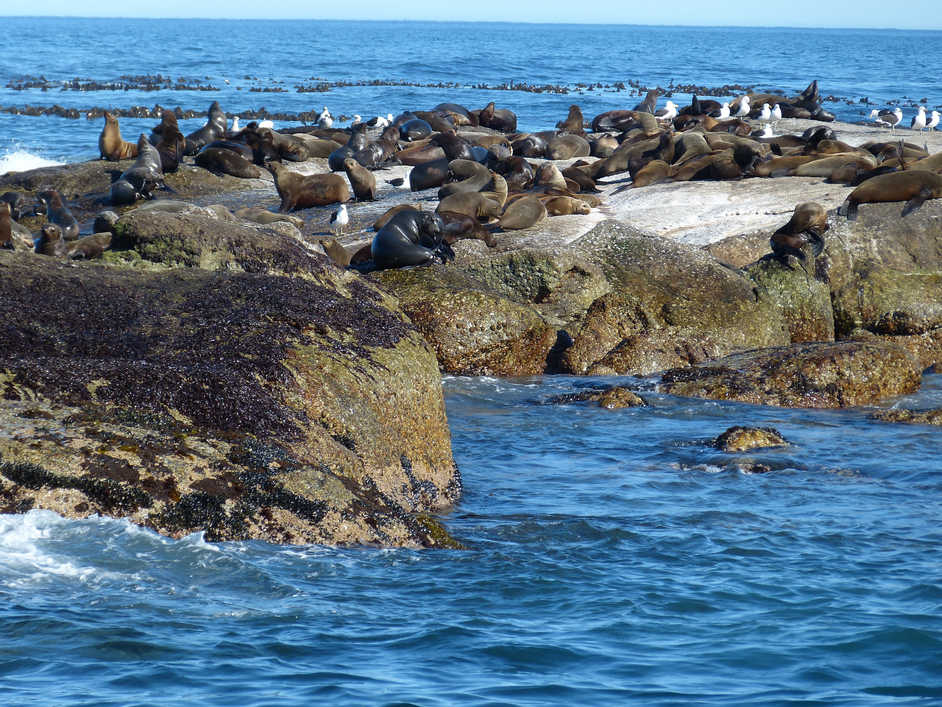 island, vertebrate, hout bay, solid, animals in the wild, group of animals, water, animal themes, 4K, beach, day, animal, sea, pelzrobbe, large group of animals, HD Wallpaper