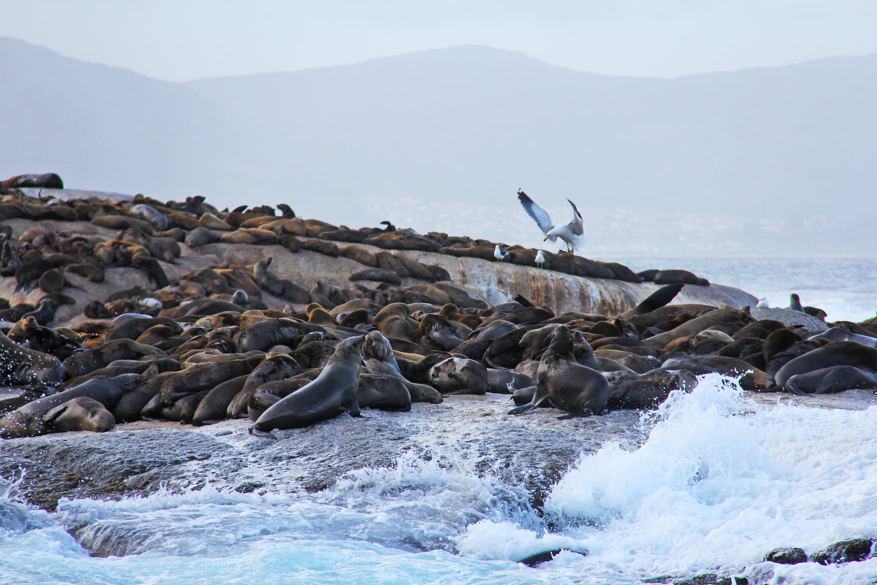 seals, rock - object, cute, water, thousands, animals in the wild, bird, 2K, land, seal - animal, group of animals, amazing, no people, nature, scenics - nature, HD Wallpaper