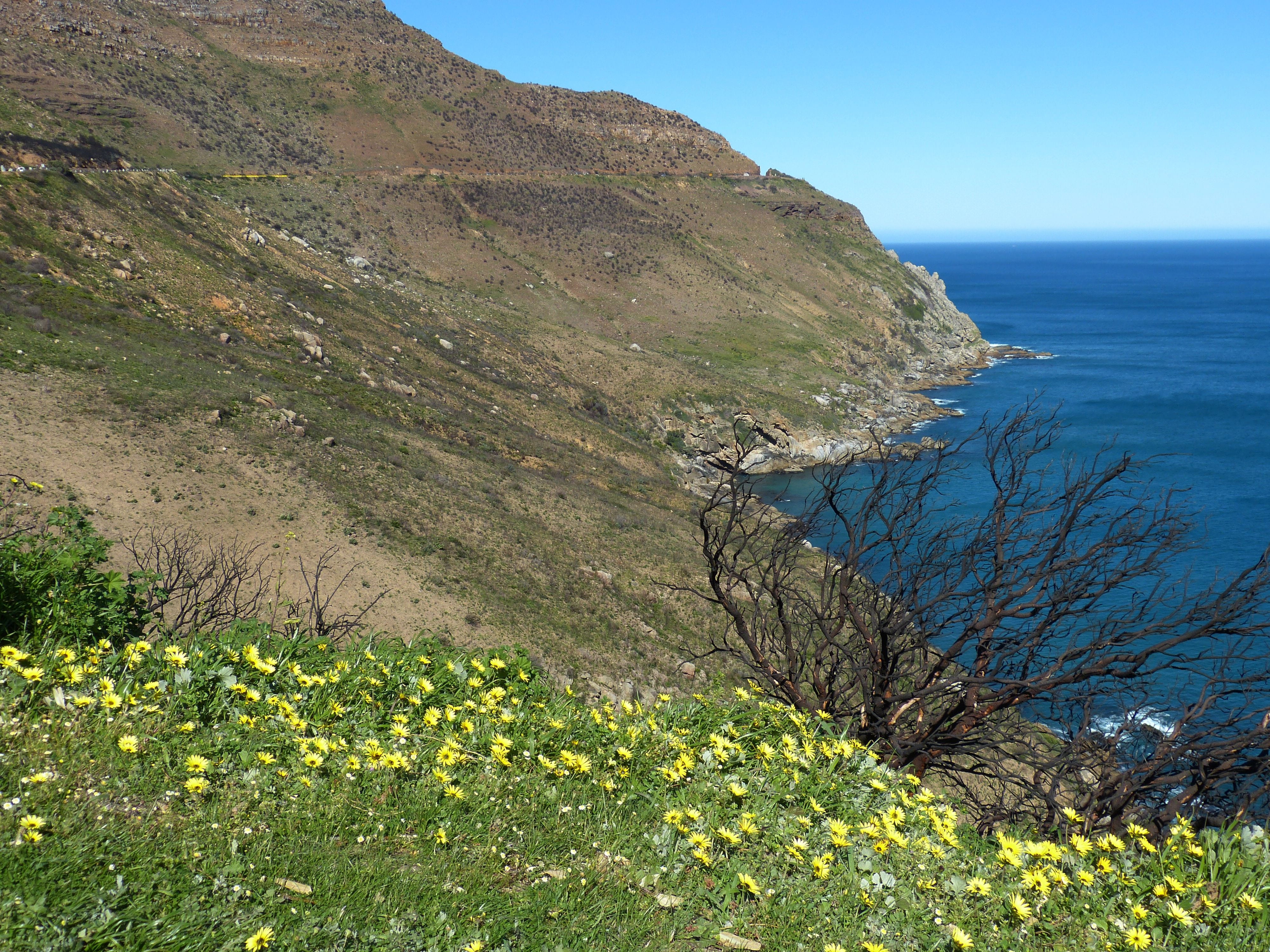 cape of good hope, cape daisy, water, indian ocean, flower, cape town, tree, land, hout bay, plant, forest fire, non-urban scene, tranquility, scenics - nature, HD Wallpaper