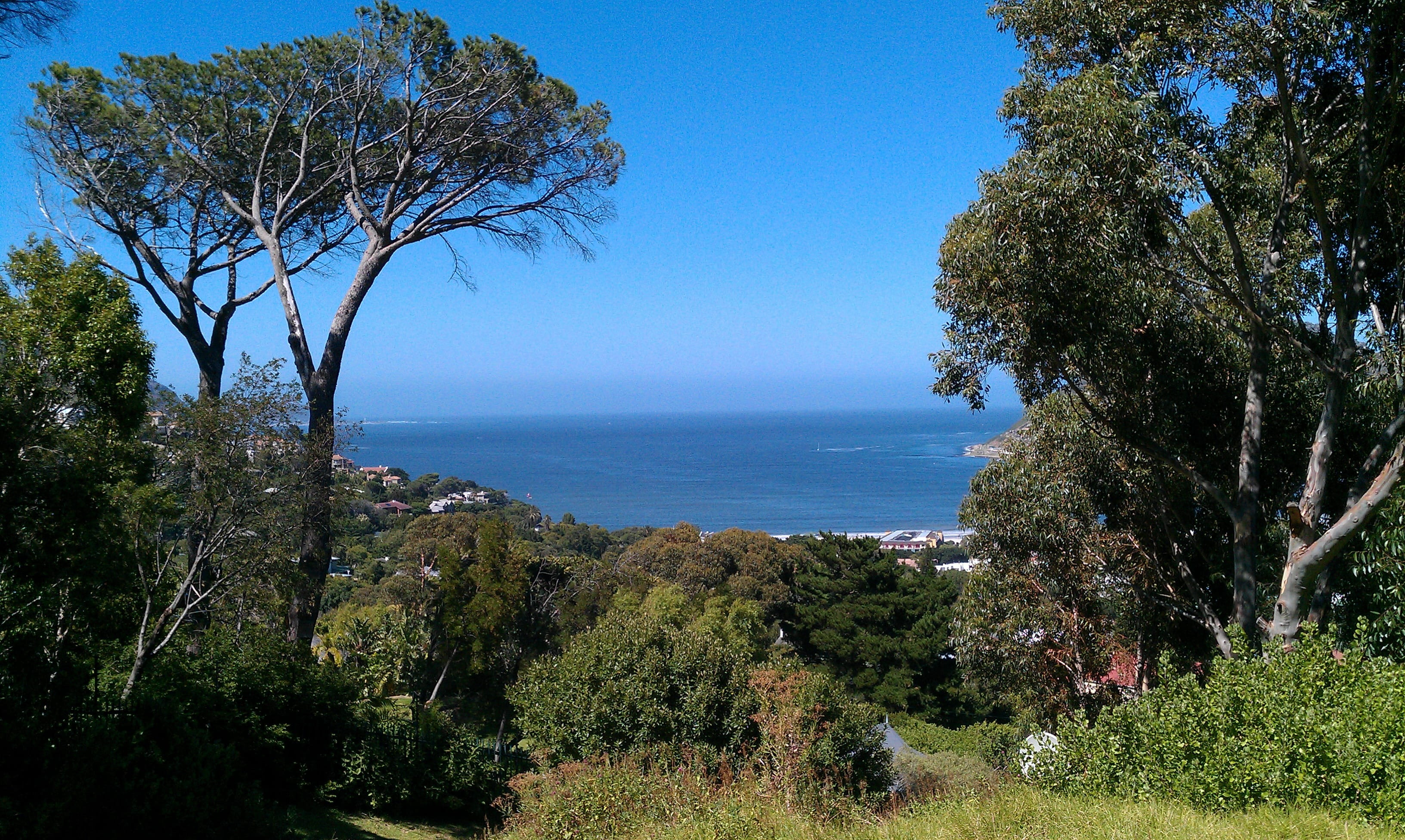 plant, 2K, green color, outdoors, land, tranquil scene, no people, horizon over water, beauty in nature, tranquility, tree, sea bay, water, hout bay, clear sky, HD Wallpaper