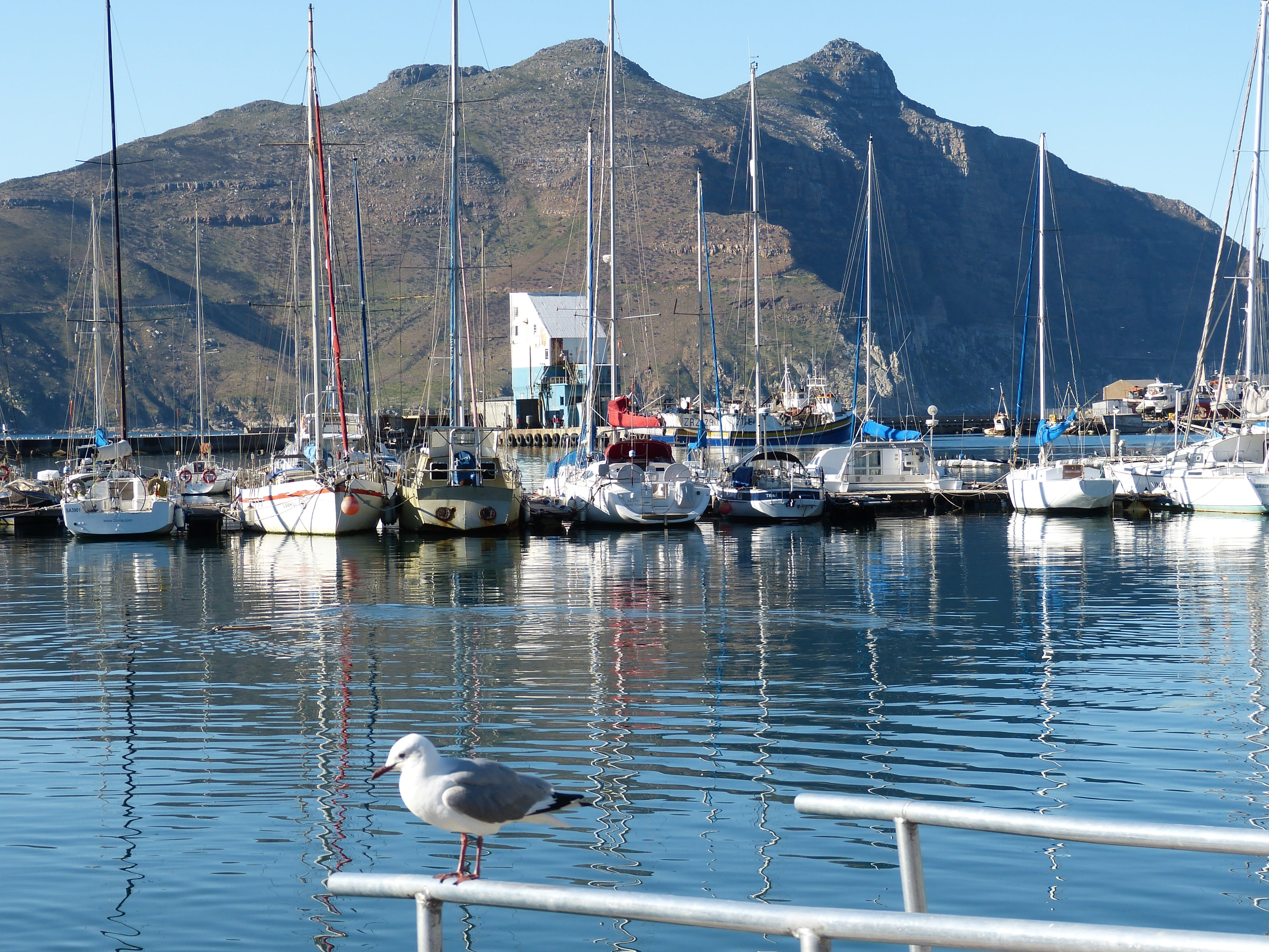 south africa, outdoors, yacht, boot, mountains, animal wildlife, 4K, ship, sea, sailing vessel, bay, hout bay, animal themes, cape peninsula, no people, HD Wallpaper