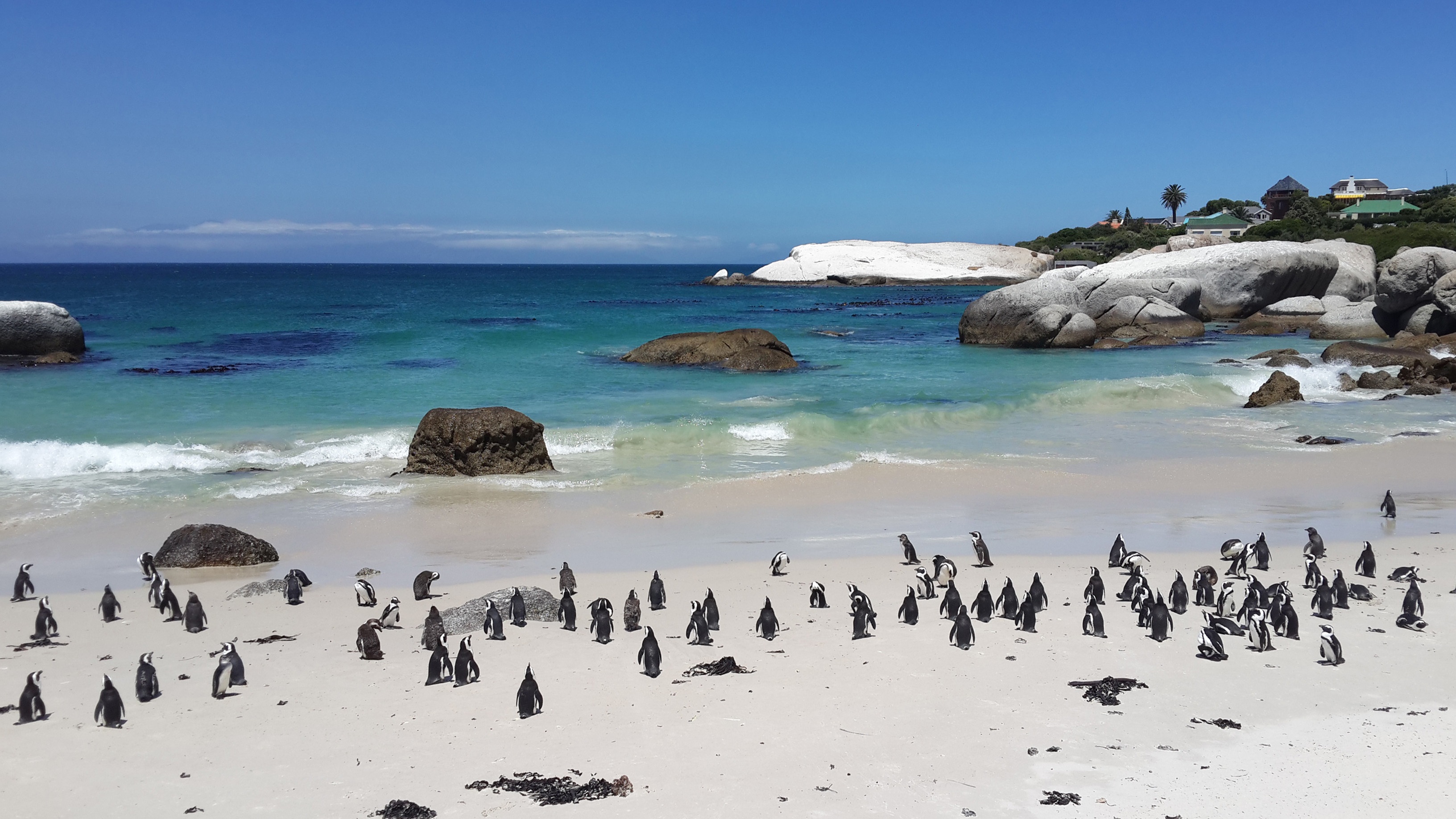day, penguins, ocean, sky, animal, horizon over water, travel, many, land, boulders, vacation, outdoor, animal wildlife, beach, bird, landscape, large group of animals, HD Wallpaper