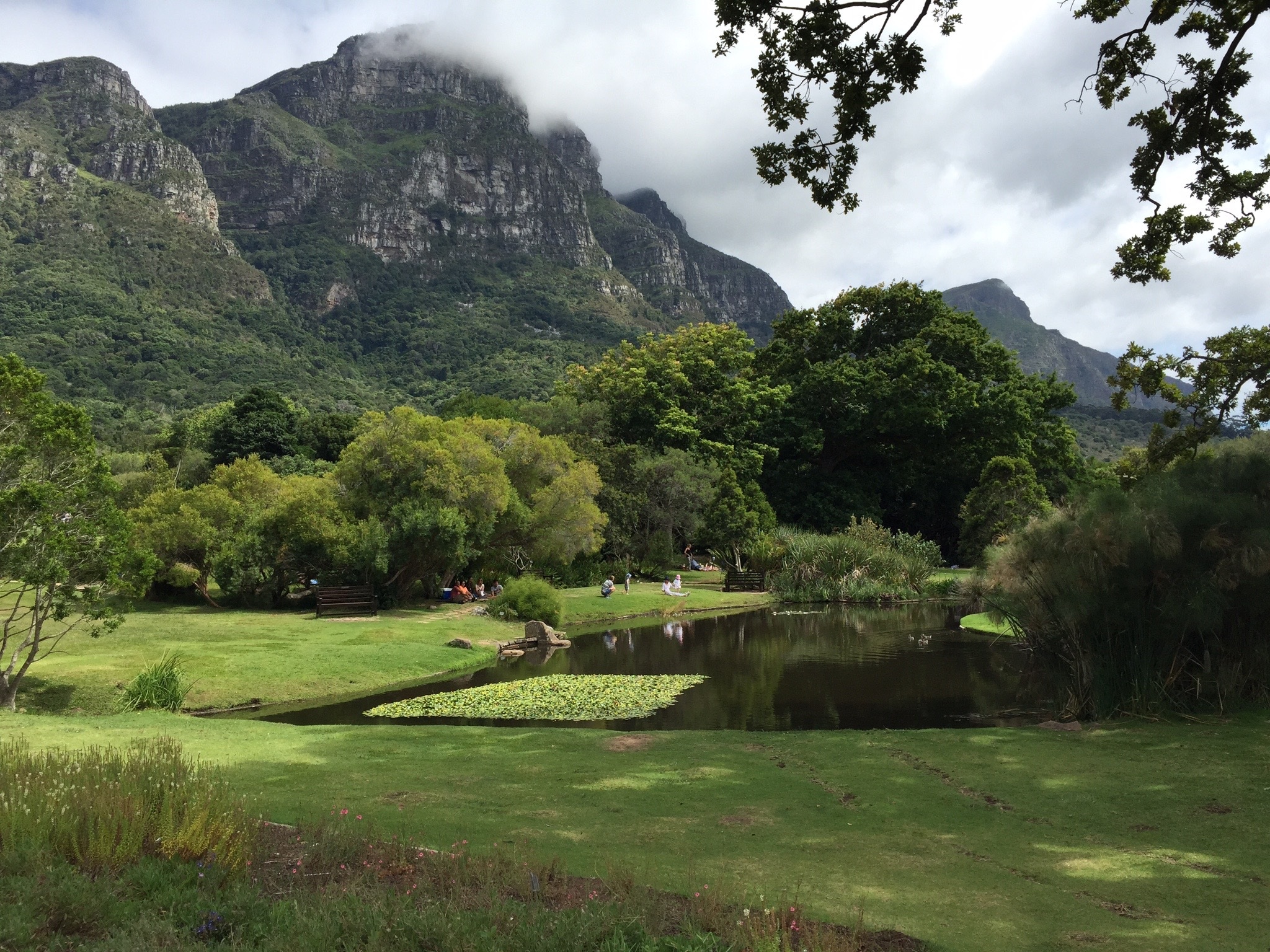 non-urban scene, grass, scenics - nature, day, tranquility, reserve, table, botanical, no people, beauty in nature, 1080P, africa, growth, botany, kirstenbosch, HD Wallpaper