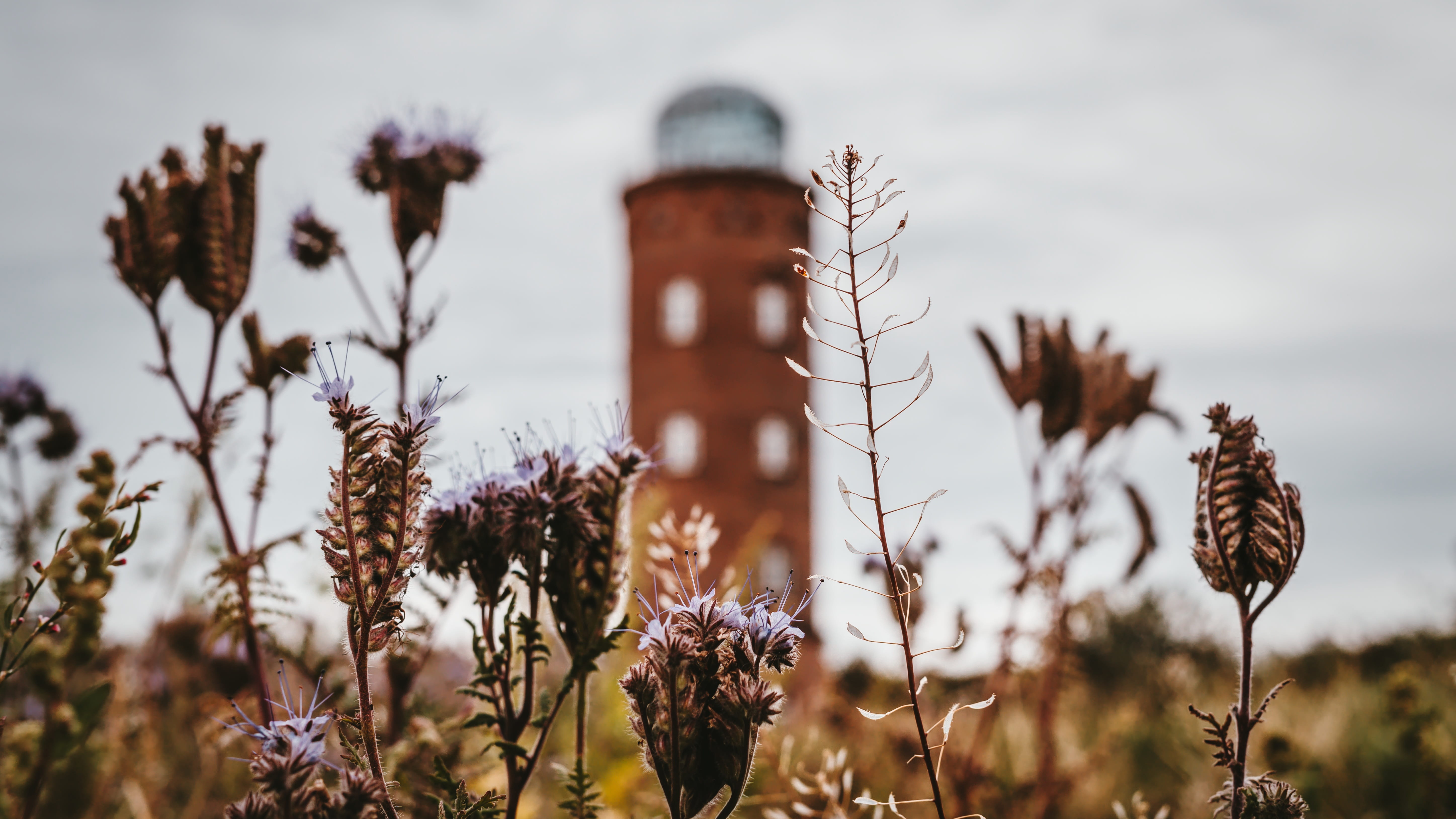 western pomerania, nature, brick, growth, beauty in nature, fragility, plant, landscape, selective focus, background, no people, freshness, foresight, outdoors, HD Wallpaper