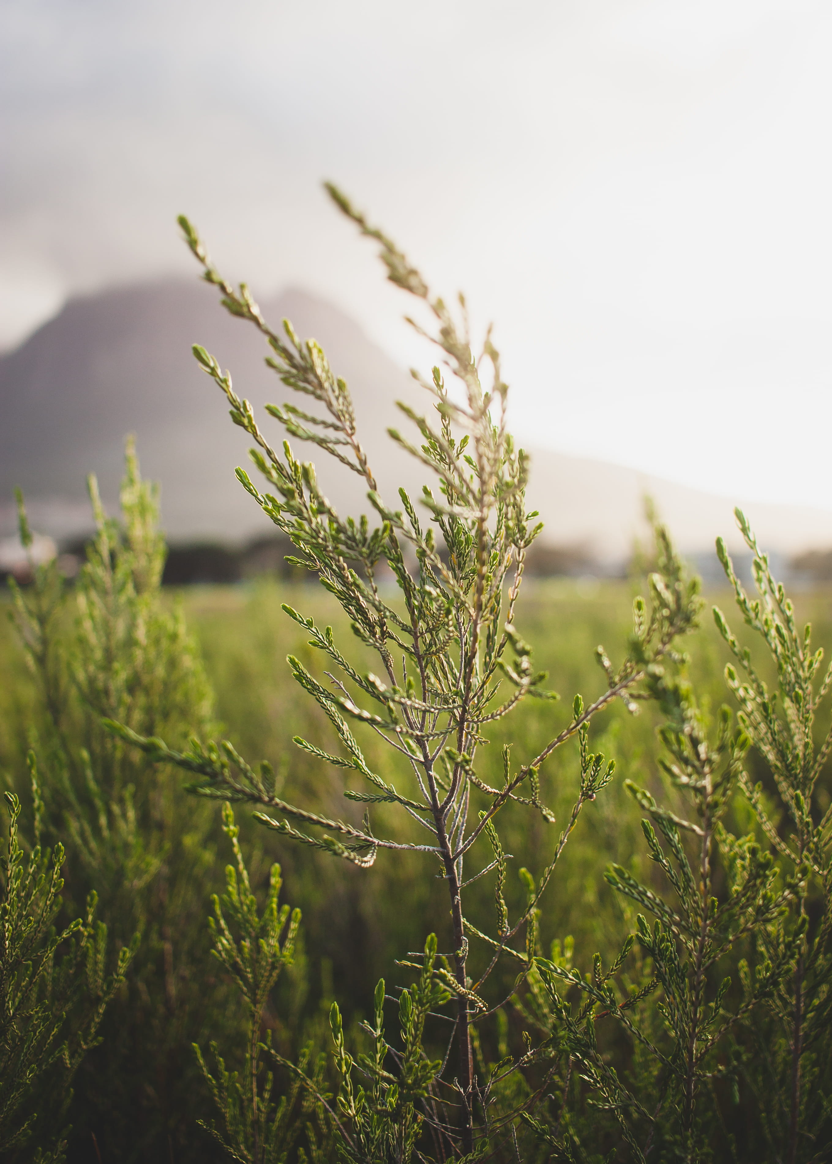 2K, focus on foreground, western cape, environment, sun, sunset, evening, close-up, selective focus, green color, shallow depth of field, nature,, Phone HD Wallpaper