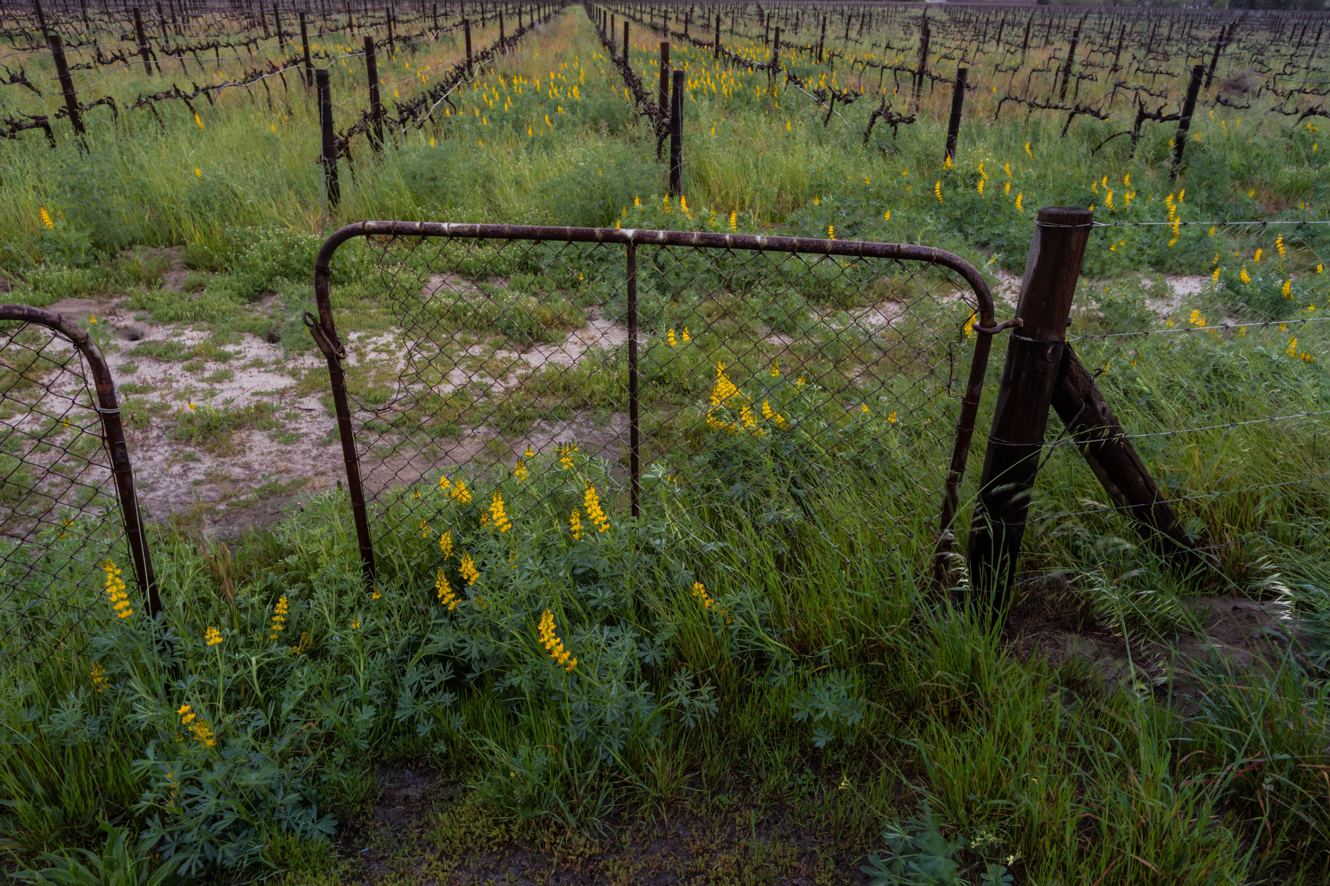 field, nature, gate, vineyard, dramatic clouds, grass, outdoors, 5K, barrier, wine, boundary, plant, environment, no people, fence, africa, growth, western-cape, HD Wallpaper