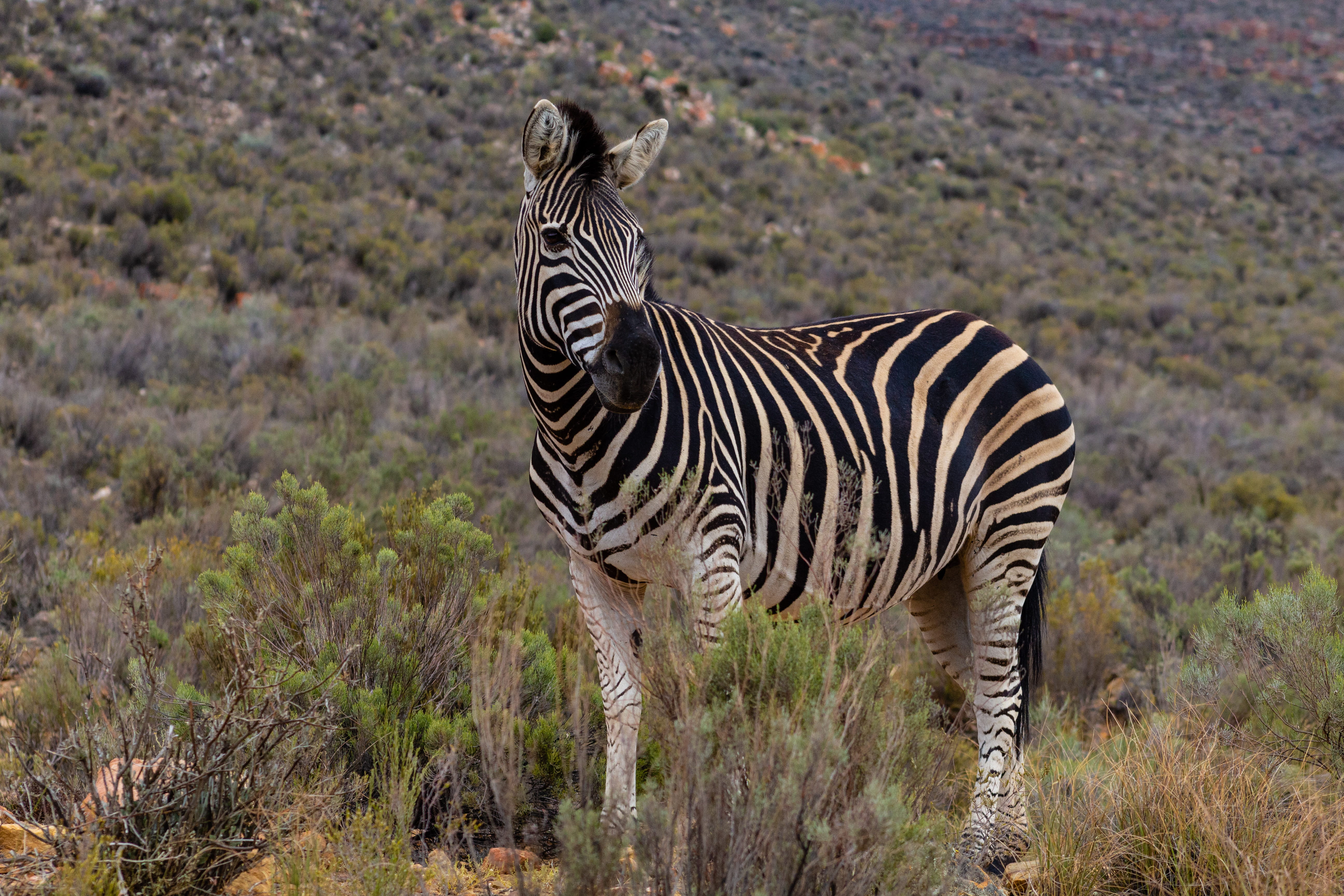 standing, animal themes, plant, western cape, foal, nature, eating, wilderness, food, grassland, vertebrate, animal, outdoors, safari, full length, mammal, HD Wallpaper