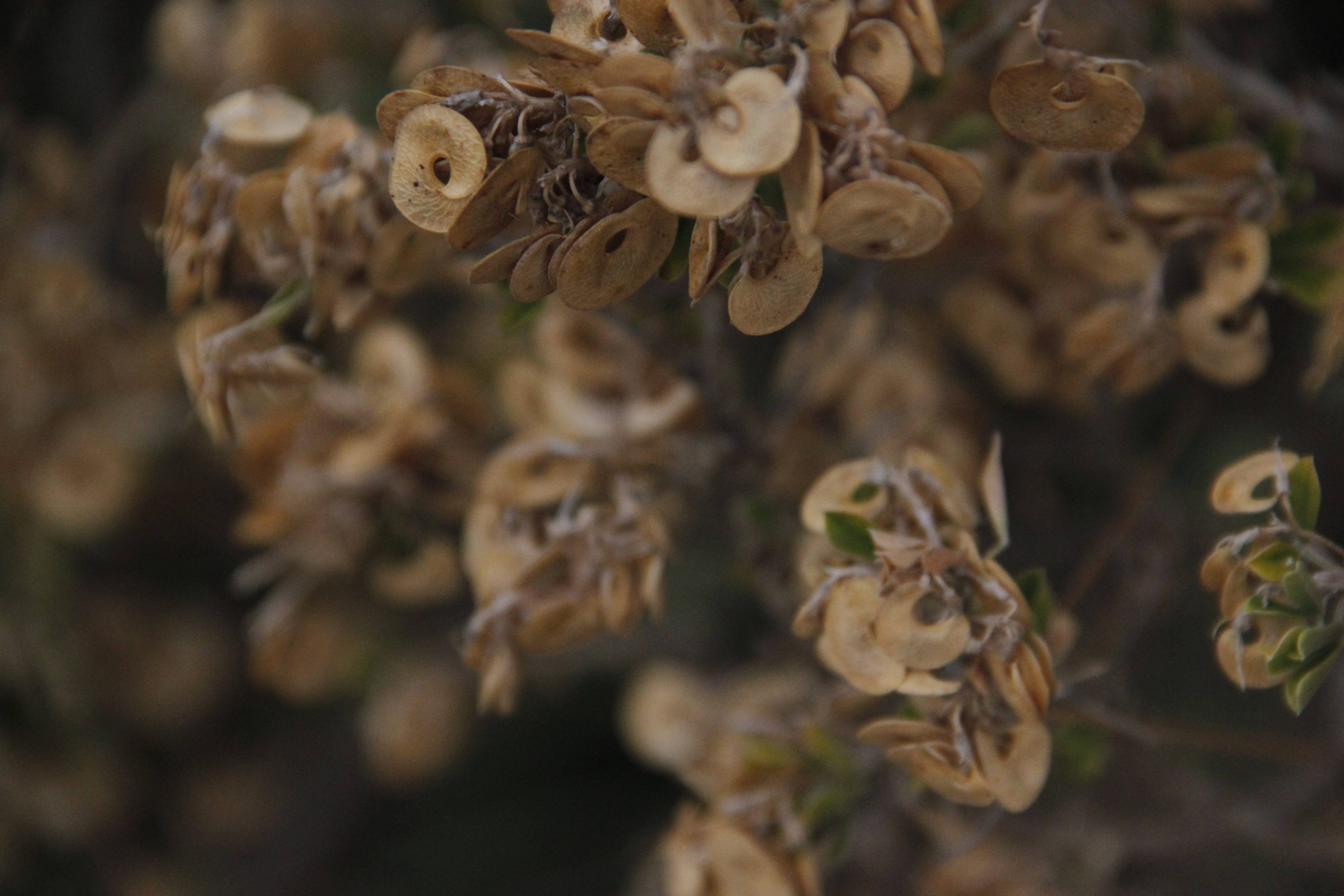 flower, day, brown, growth, winter, outdoors, relax, plant part, dry, tree, no people, freshness, beauty in nature, blur, food and drink, fall, wilted plant, HD Wallpaper