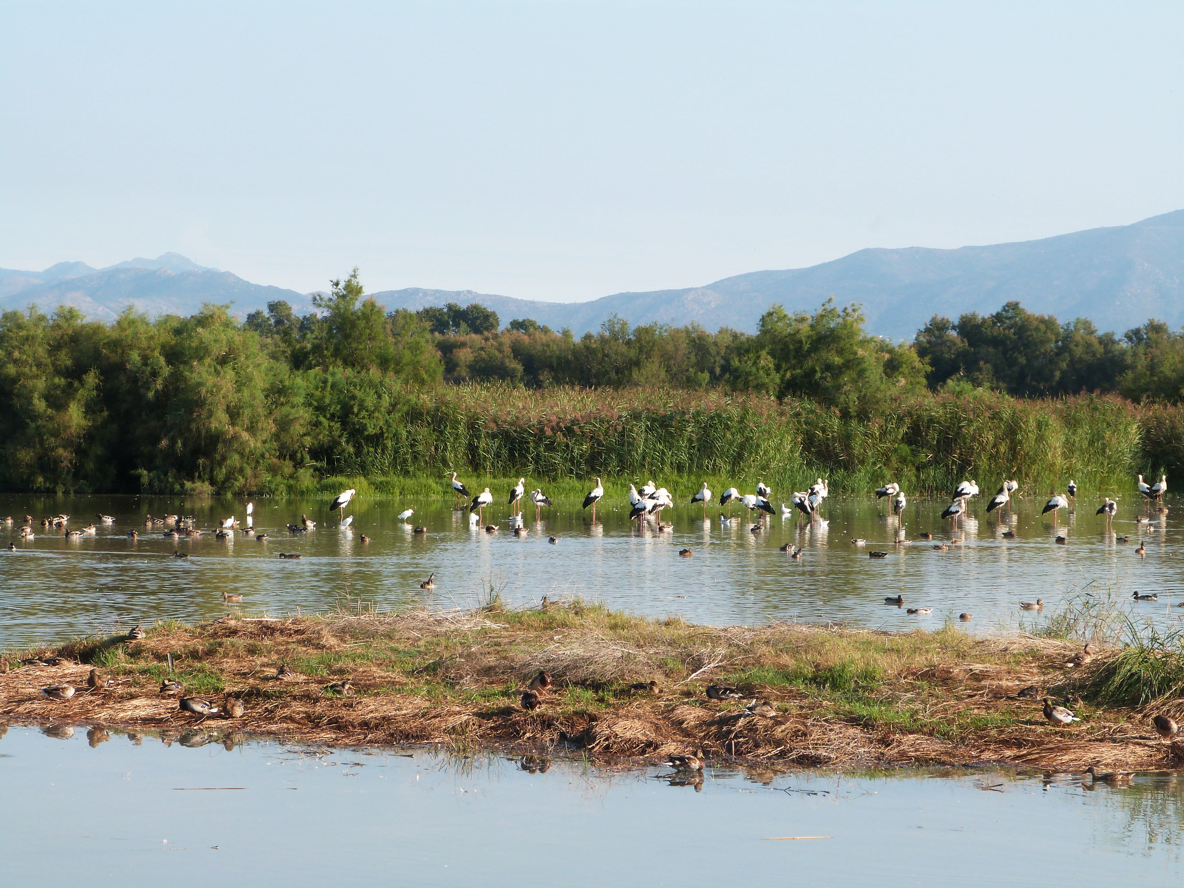 bird, stork, nature, plant, no people, aiguamolls, birds, tree, animal wildlife, water, empordà, alt empordà, landscape, sky, catalonia, 4K, animal themes, HD Wallpaper