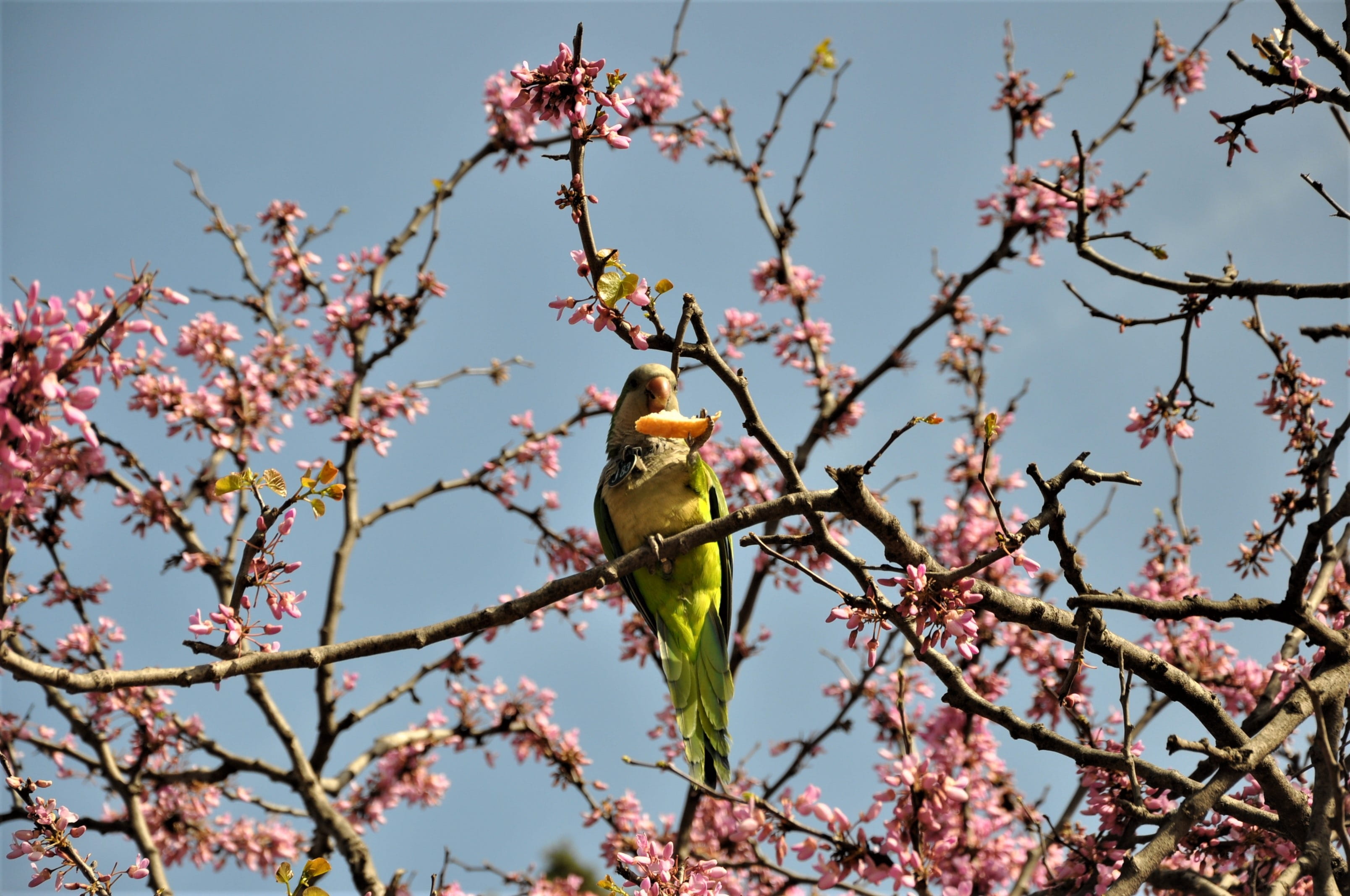 outdoors, no people, growth, street, branch, animal themes, vertebrate, flowering plant, plant, 2K, beauty in nature, parrot, sky, spain, animal, spring, HD Wallpaper